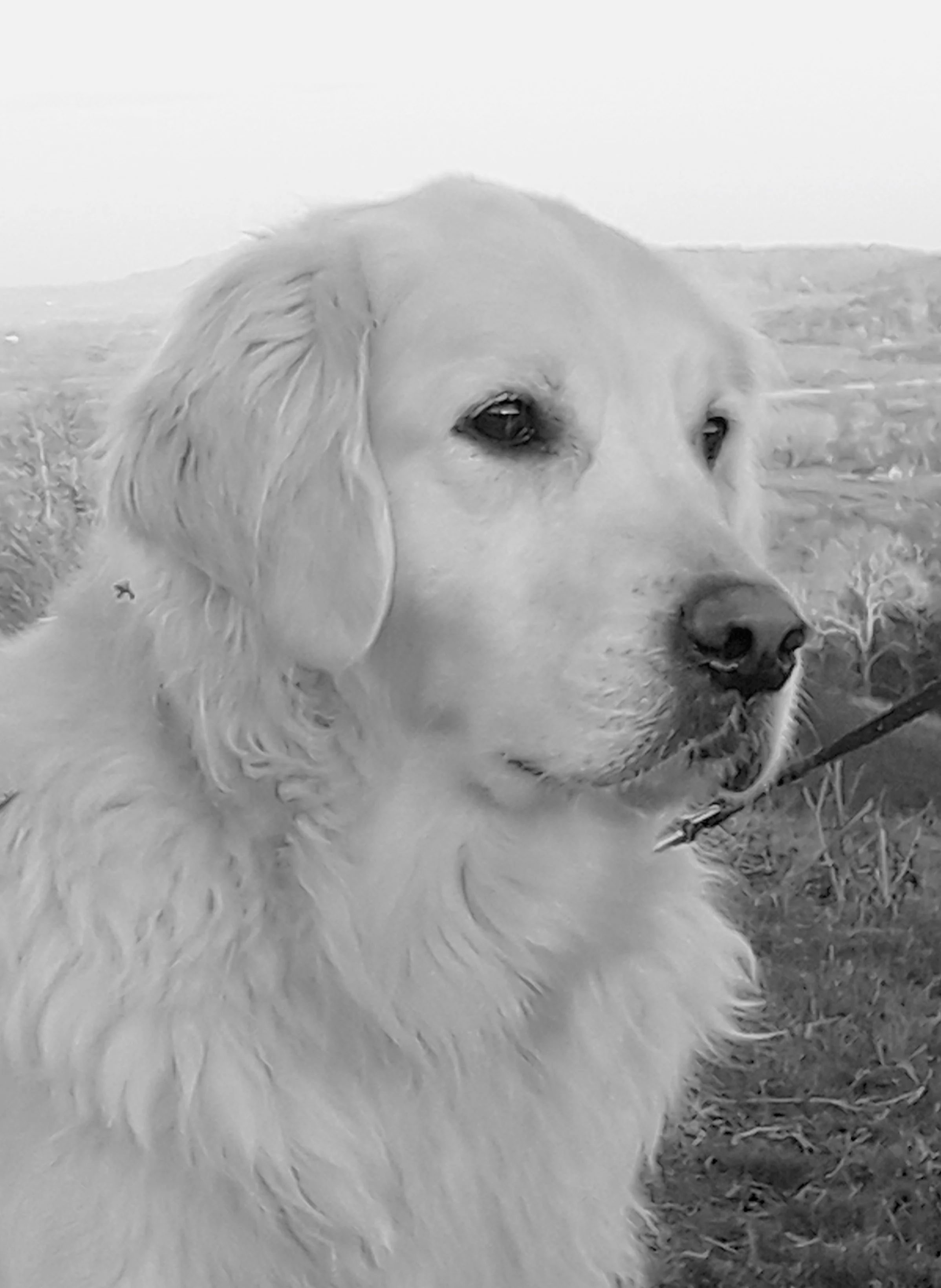 A close-up black-and-white photograph of a blonde retriever. The dog has a light-colored coat, floppy ears, and appears to be resting or observing.