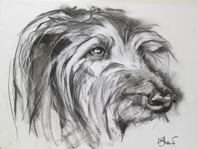 A black and white sketch of a dog's face, showing detailed fur texture and a thoughtful expression.