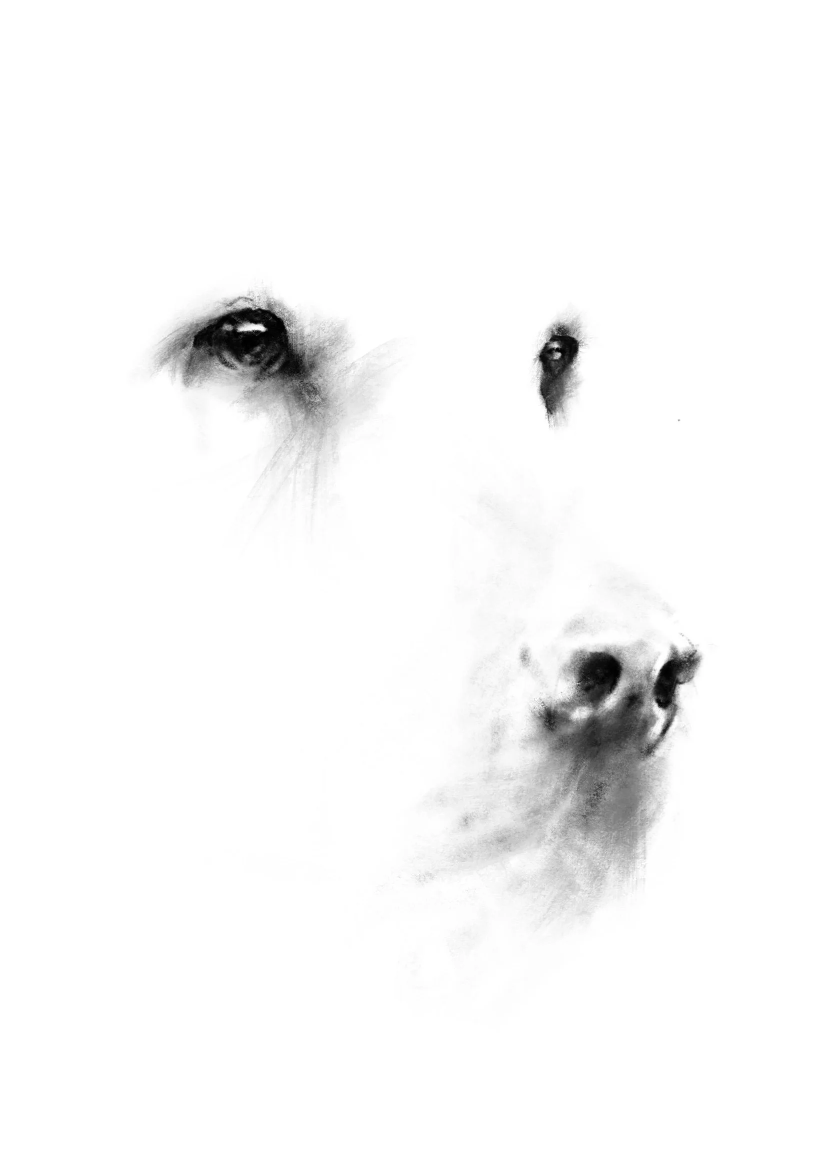 Black and white minimalist charcoal drawing of a blonde retriever dog focusing on the eyes and nose, with a minimalistic background.