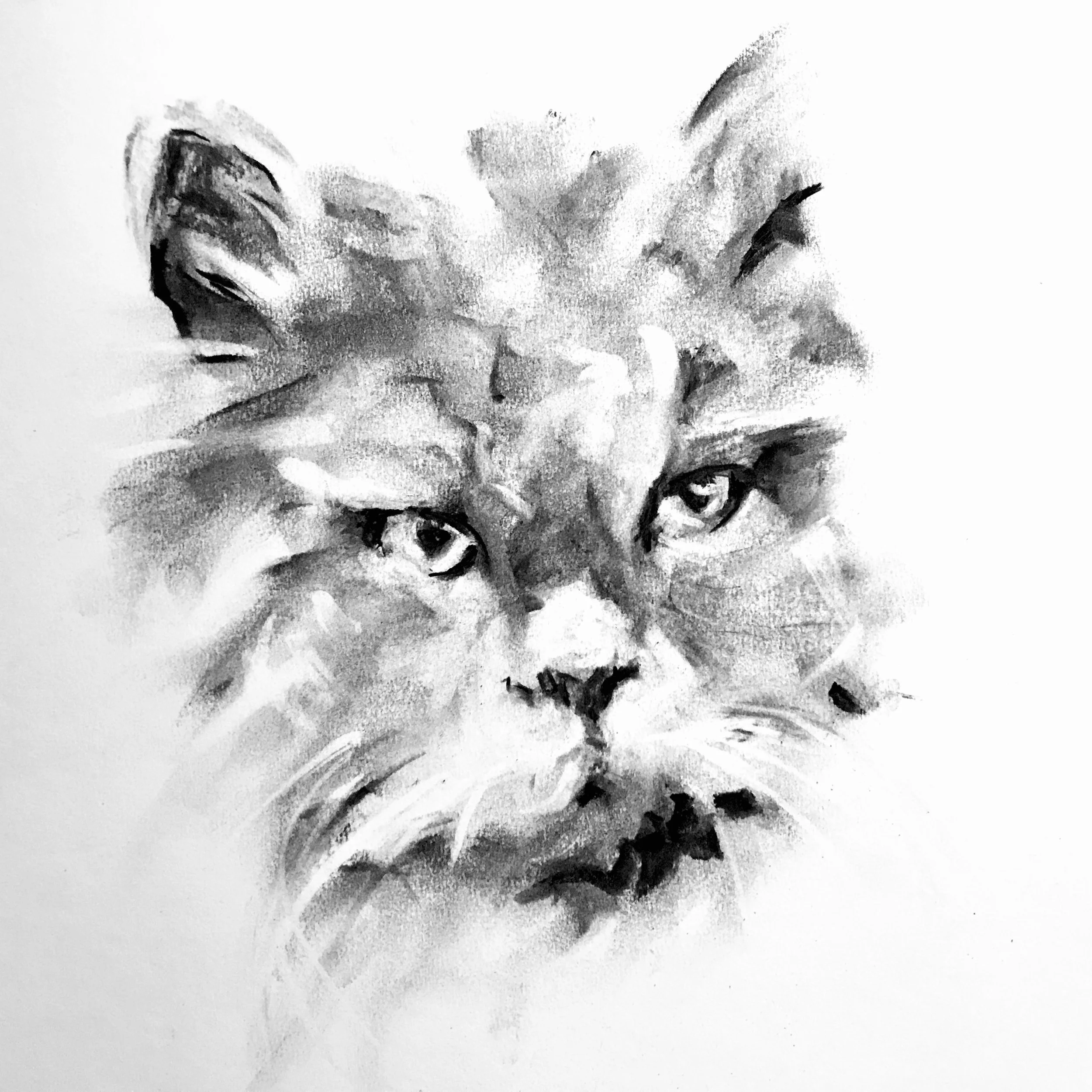 A black-and-white charcoal sketch of a long haired cat's face, with expressive shading and textured strokes.