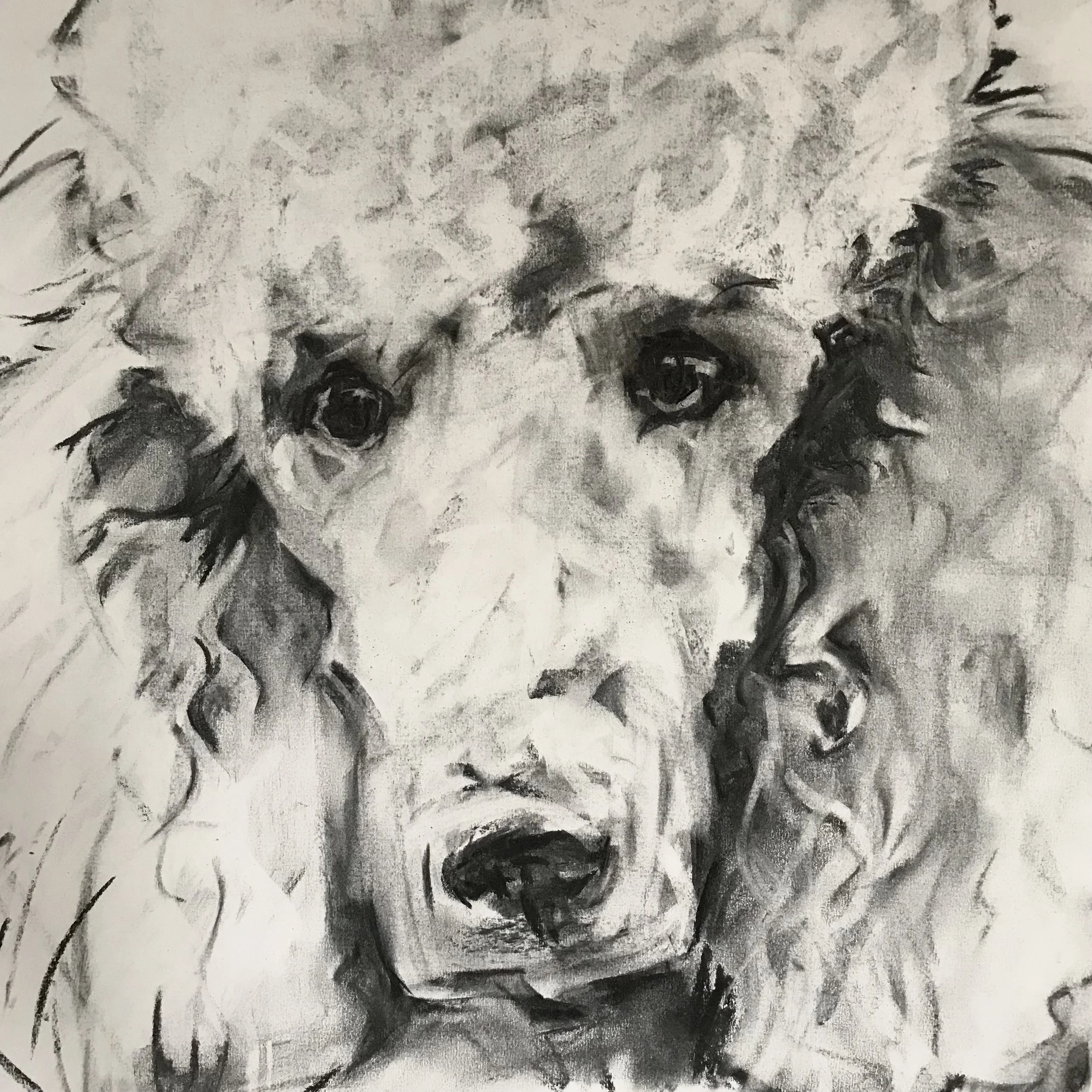 A monochrome commission drawing of a Poodle's face, focusing on the expressive eyes, nose, and fluffy fur around the face.