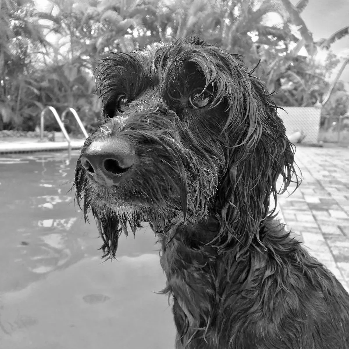 A wet dog, cockerpoo sitting by a swimming pool
