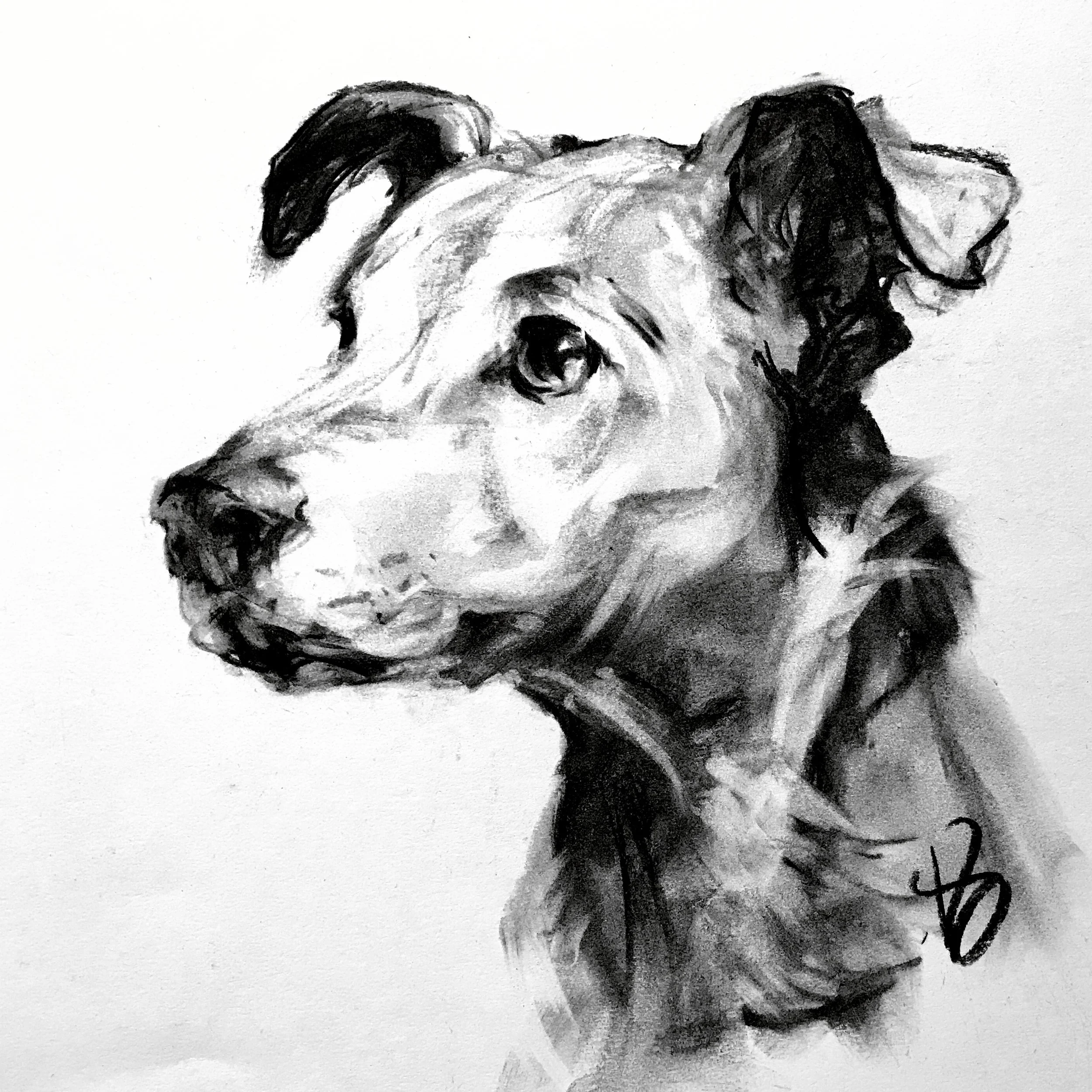Black and white charcoal portrait of a dog's face full of life and energy