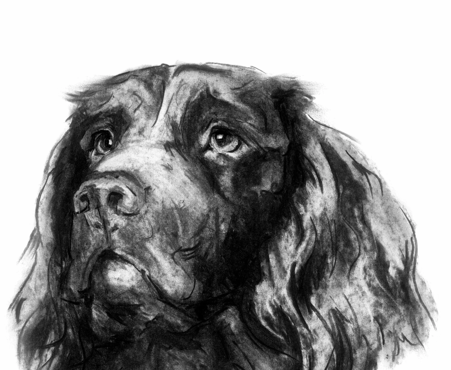Black and white charcoal drawing of a dog's face, focusing on the eyes and muzzle.