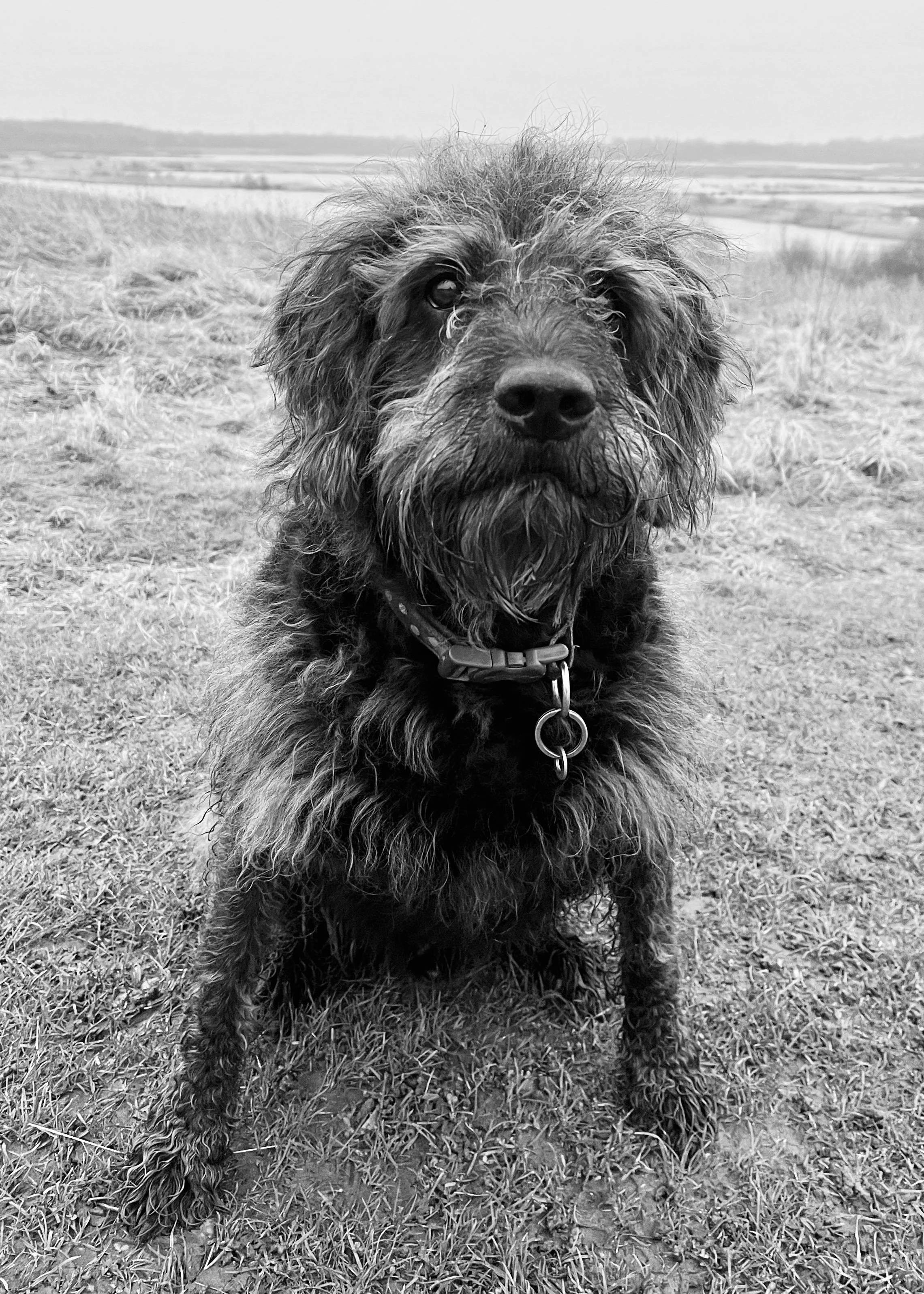 Black and white photo of a dog with long, curly fur standing on grass, with an open field and distant horizon in the background.