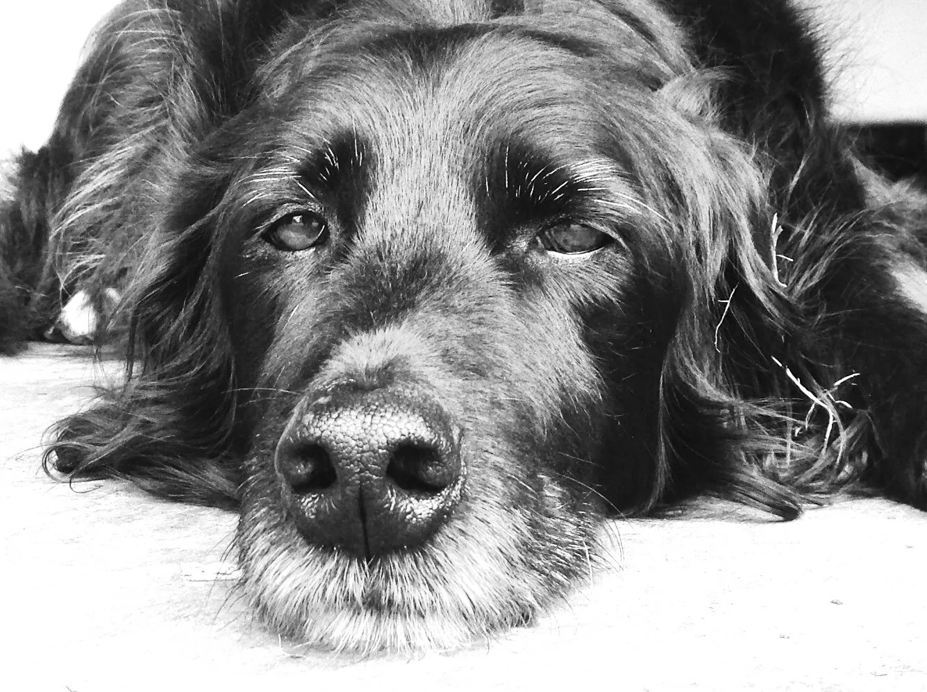 A close-up black and white photo of a dog with long, wavy fur lying on the floor, resting its head and looking at the camera.