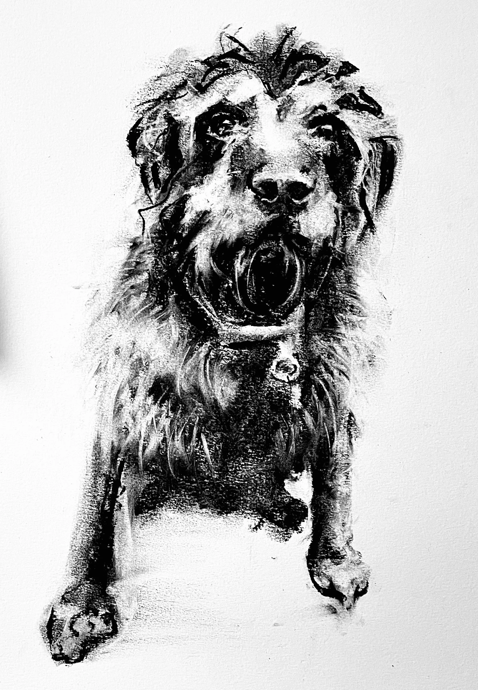 Black and white drawing of a dogs full body in sitting position with long shaggy hair