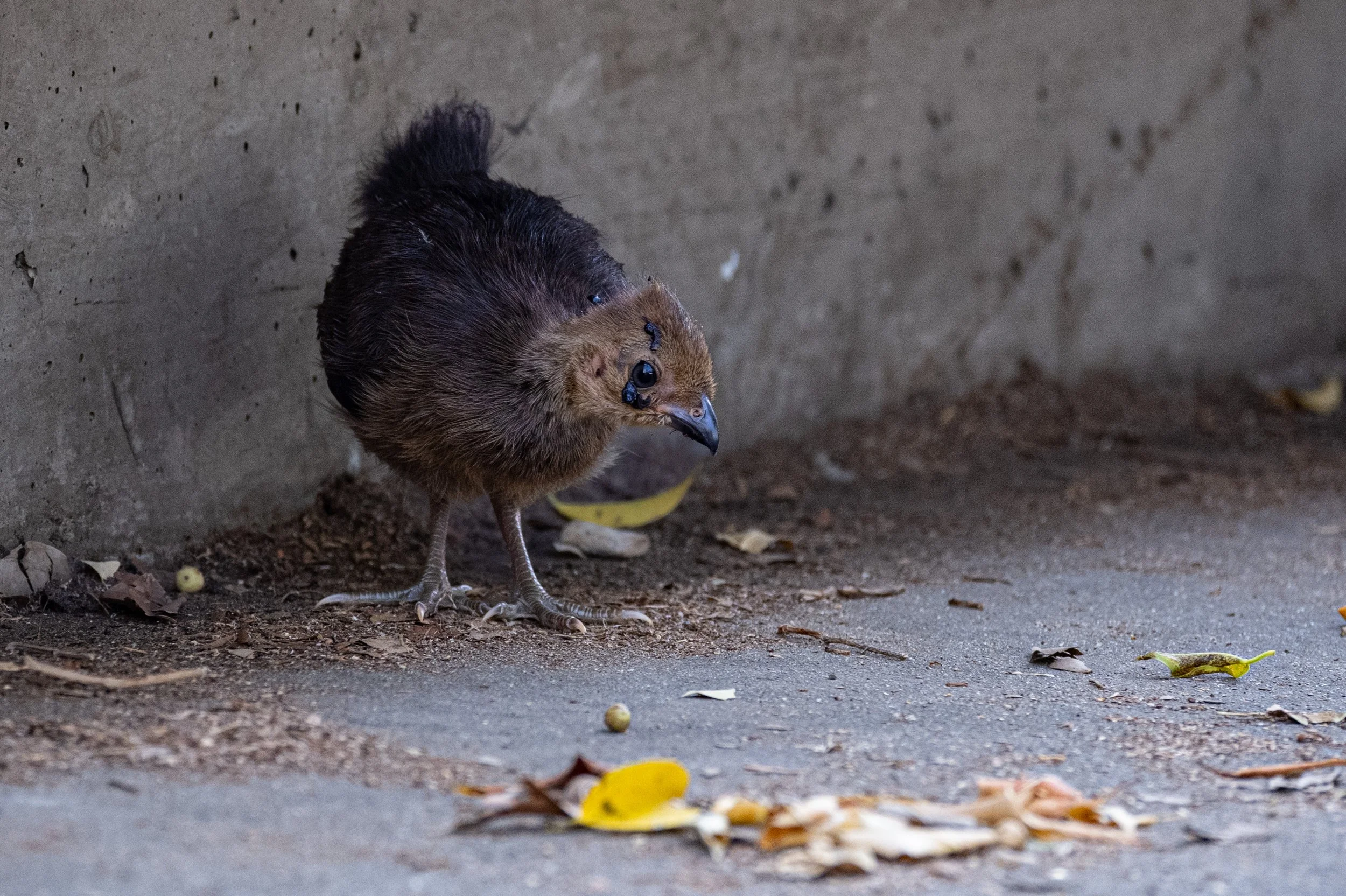 Baby brush turkey.jpg