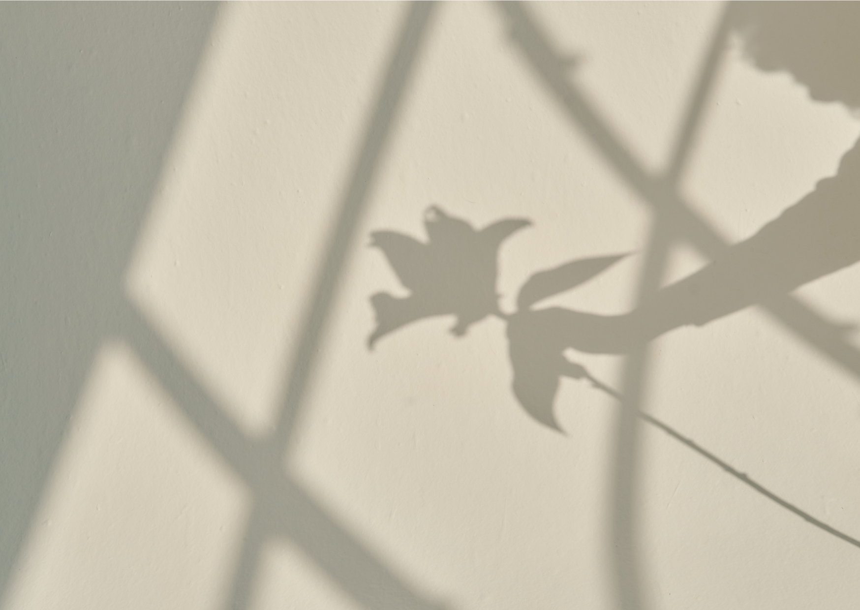 Schatten einer Blume und eines Gitters an einer hellen Wand
