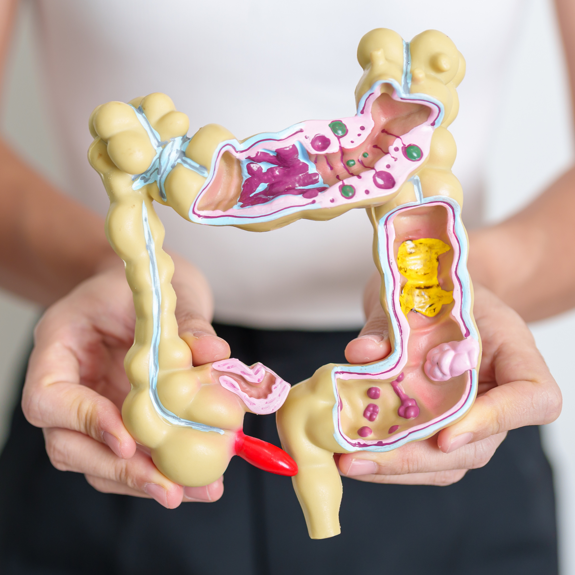 Ein Modell des menschlichen Dickdarms, das medizinische Anatomie zeigt.