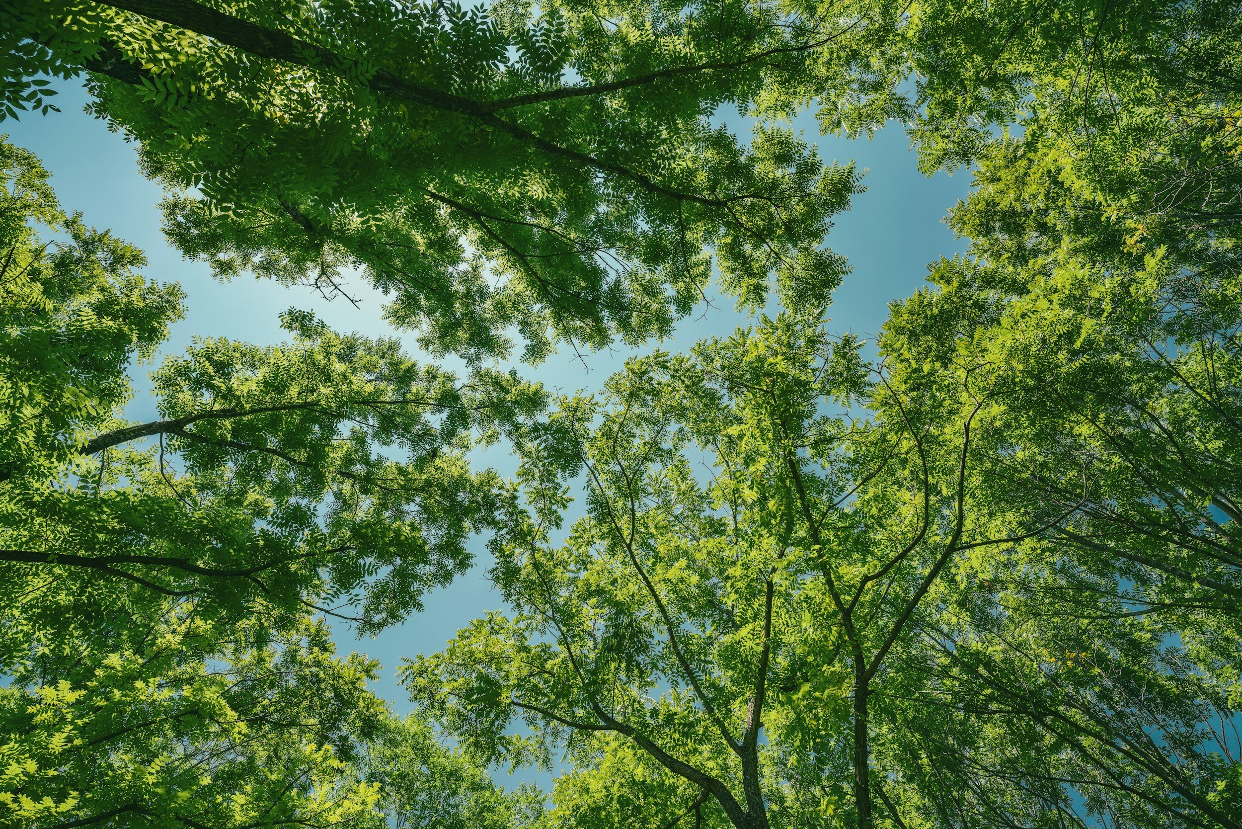 Looking up through the green leaves of trees towards a clear blue sky.