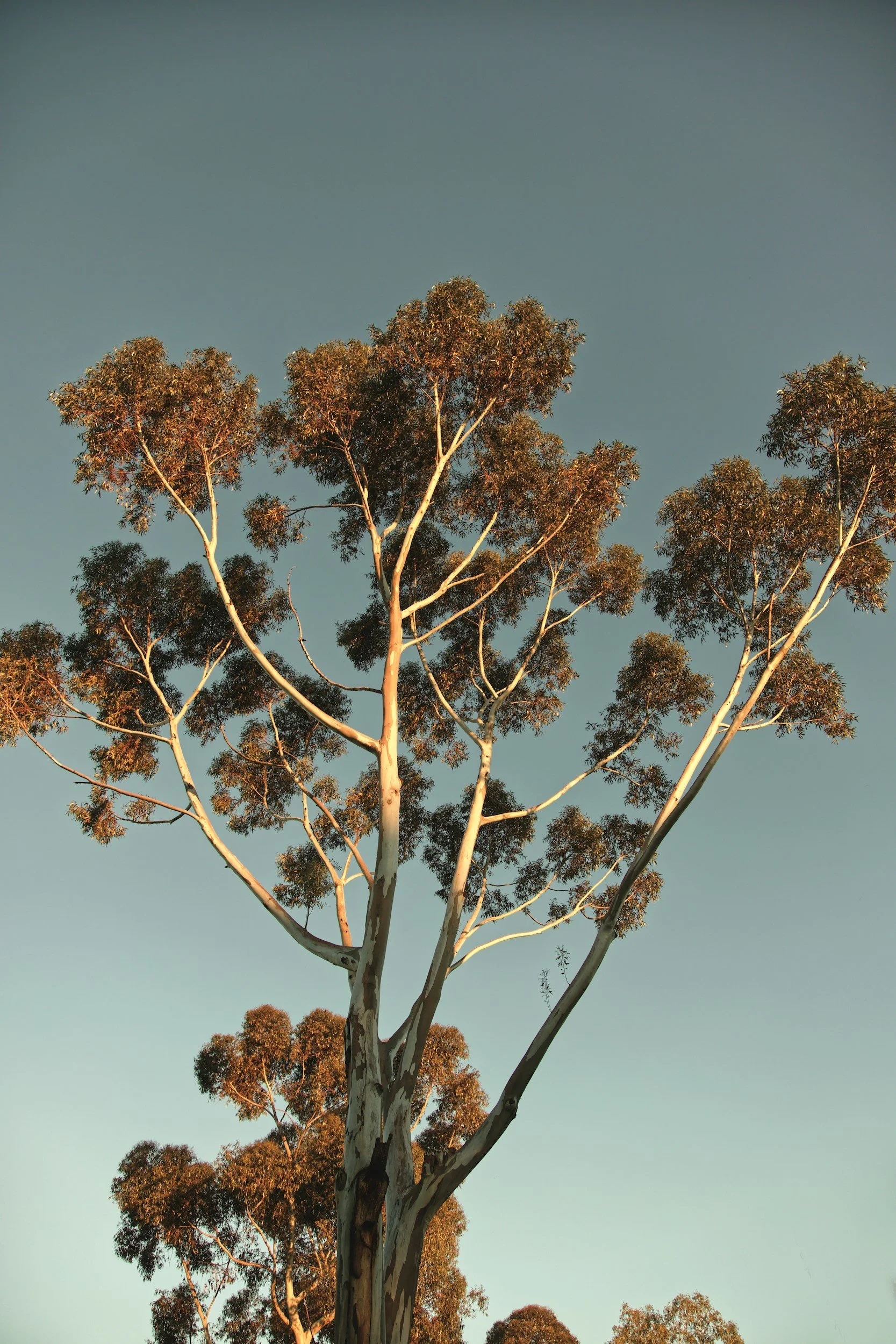 Tall eucalyptus tree with peeling bark against a clear sky during sunset.