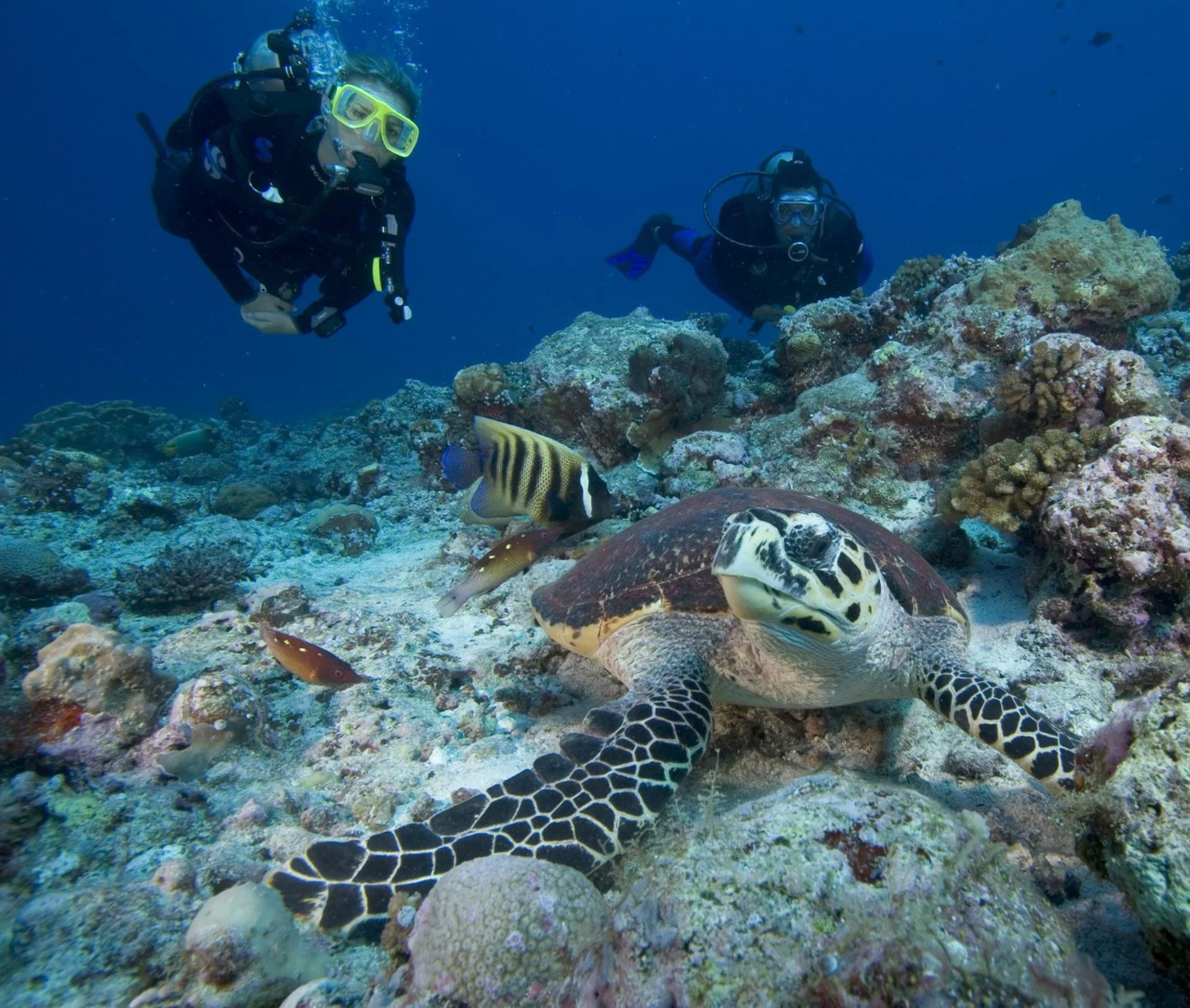 Two scuba divers observing a sea turtle and colorful fish on coral reef underwater.