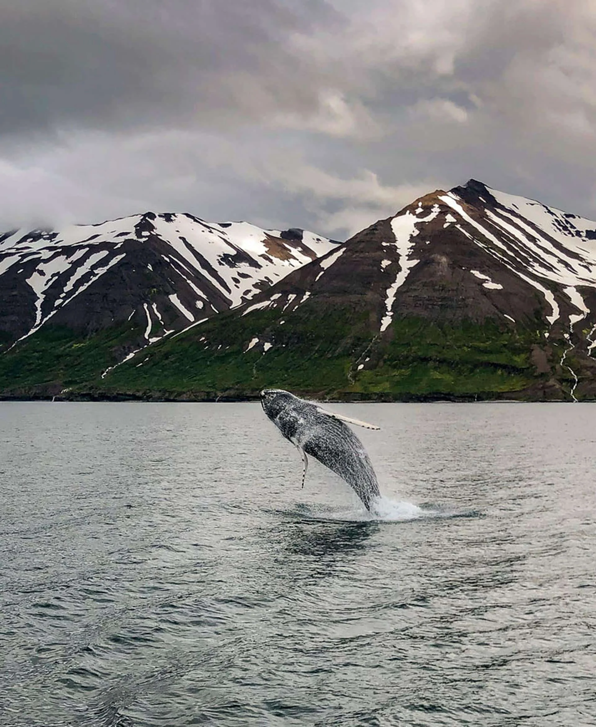 A whale breaches the water near snow-capped mountains and cloudy skies.