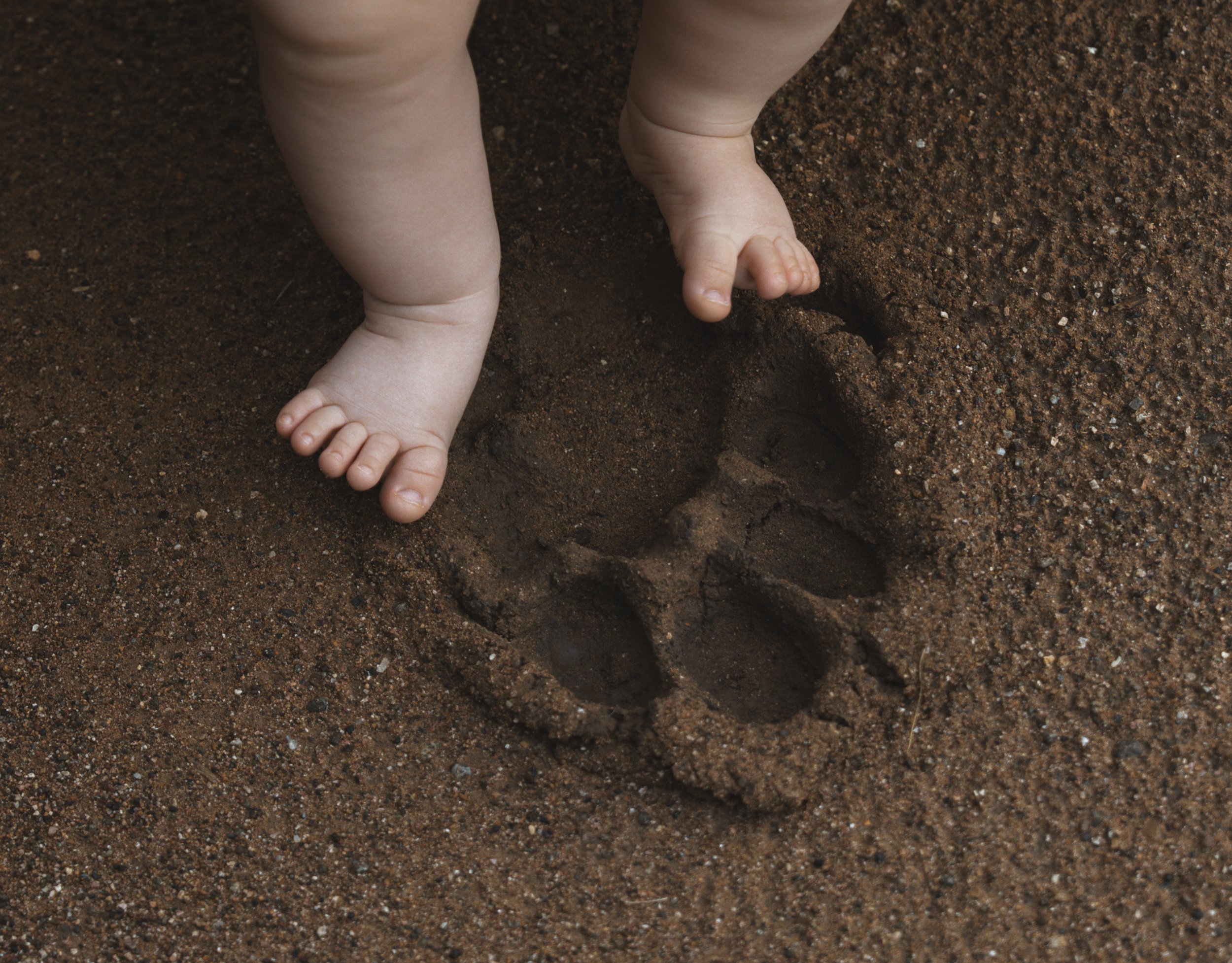 Baby feet in lion paw mark
