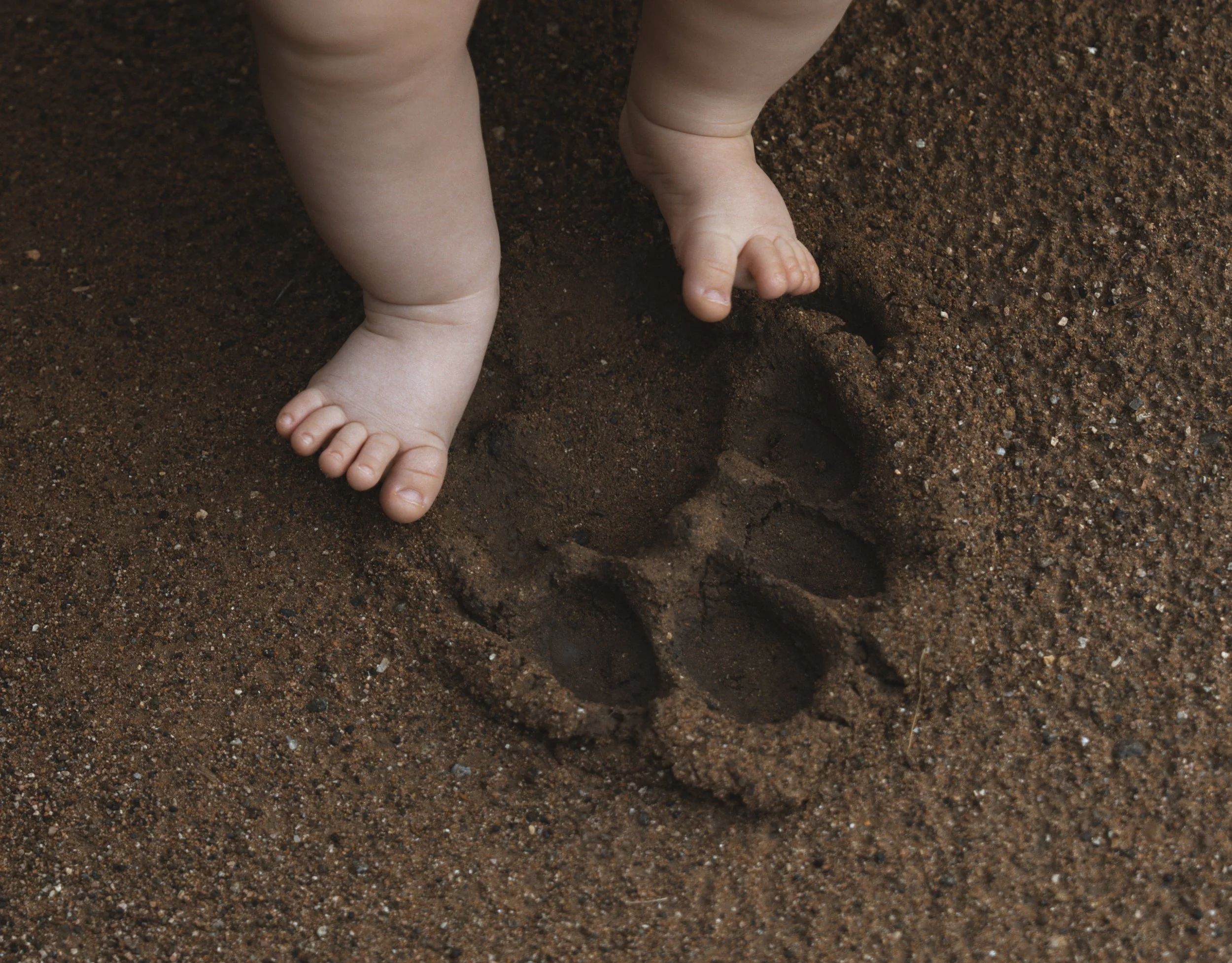 Baby's bare feet beside a lion's paw print in the sand