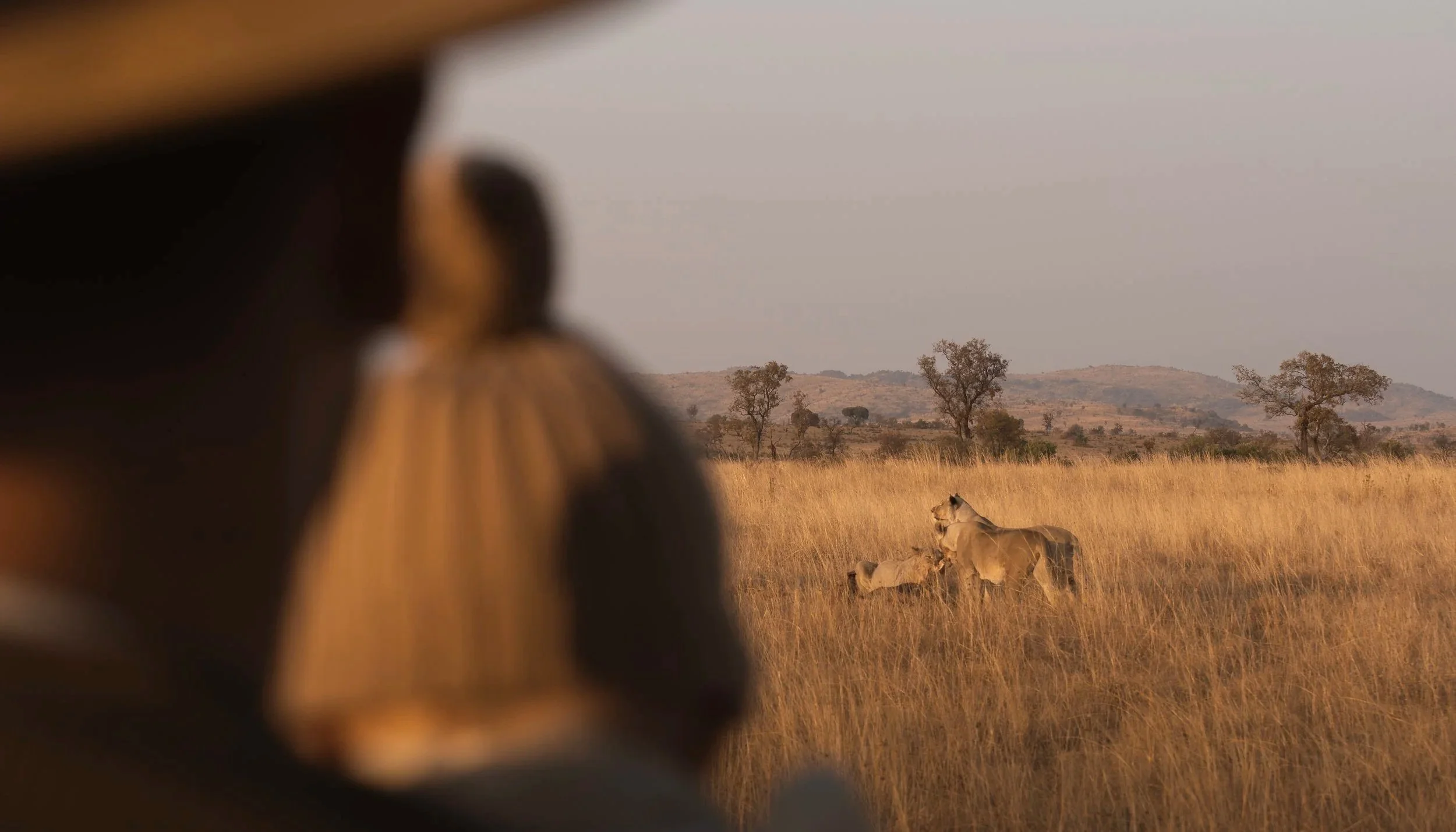 Malaria-Free Safari: What the Phrase Actually Means for Families