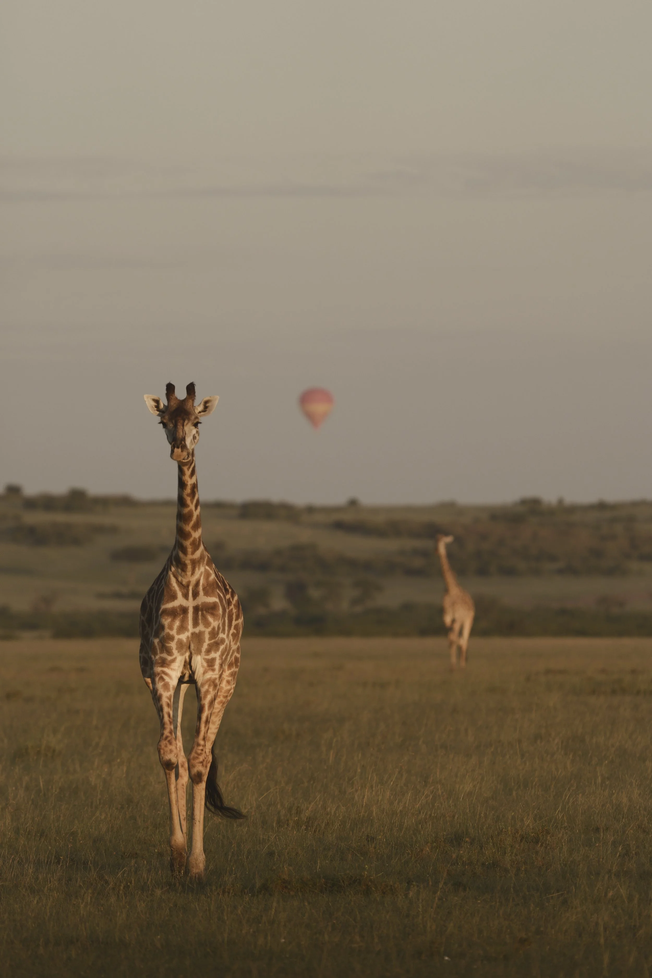 A giraffe standing in a grassy plain with a hot air balloon floating in the sky in the background.