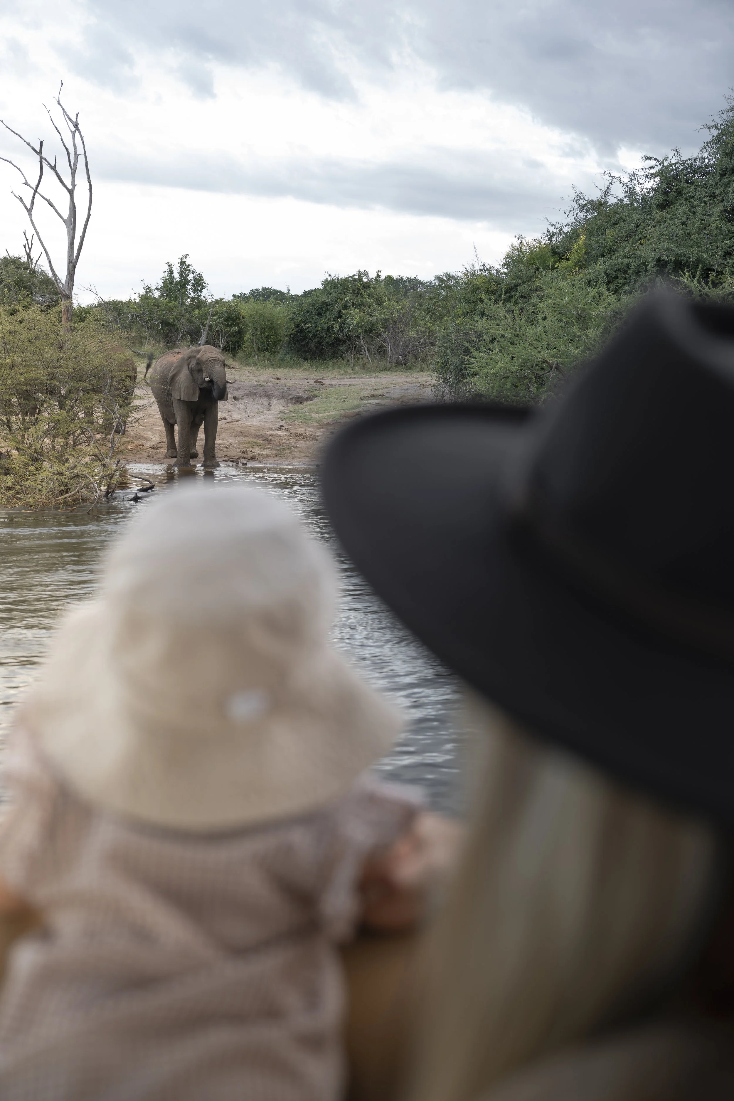 A mother and her baby looking at a young elephant standing near a waterhole, surrounded by trees and bushes, with cloudy sky overhead.