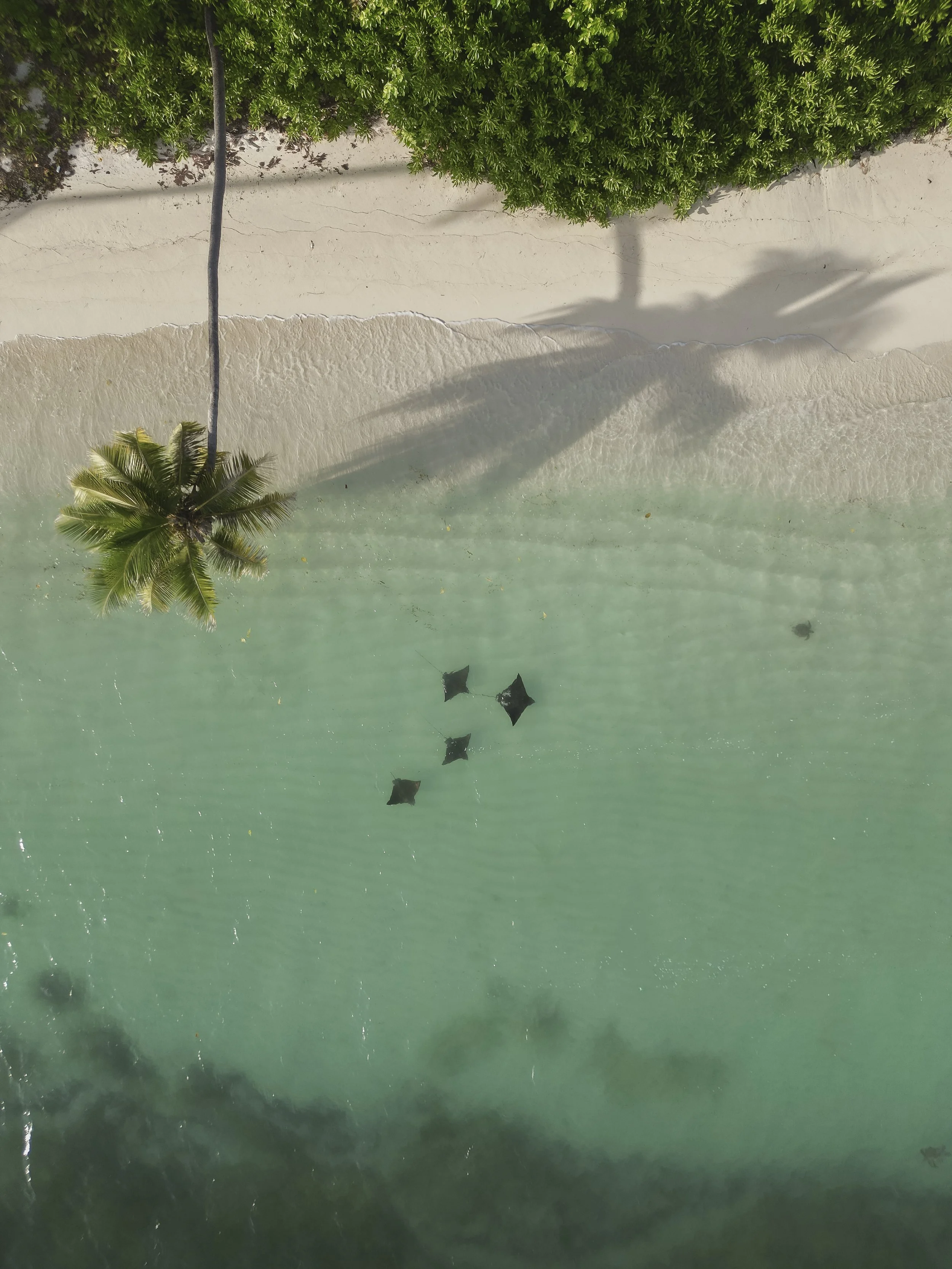 An aerial view of a tropical beach with white sand, a clear turquoise ocean, a palm tree, green bushes at the edge of the beach, and some black starfish in the water.