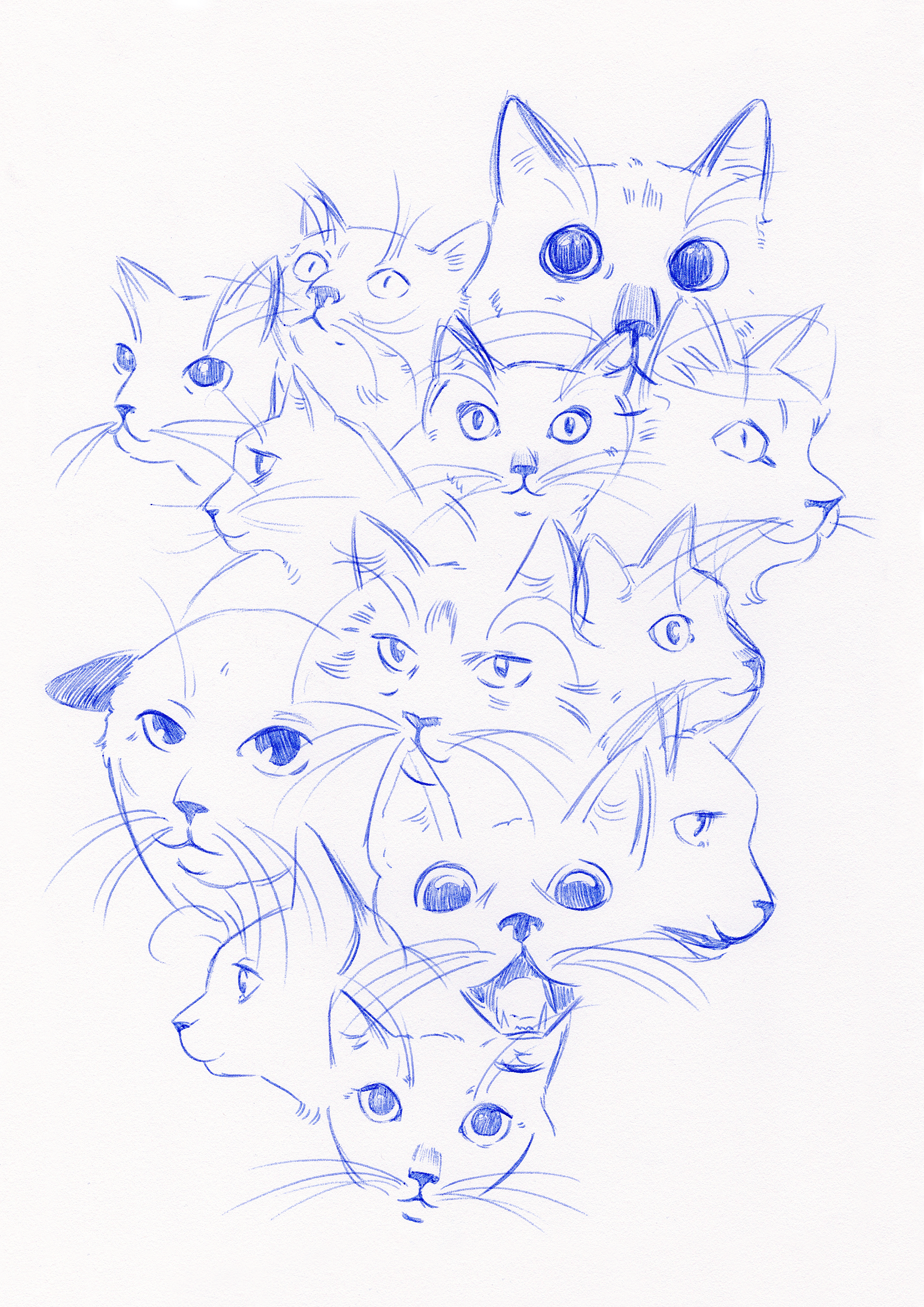 Les chats.png