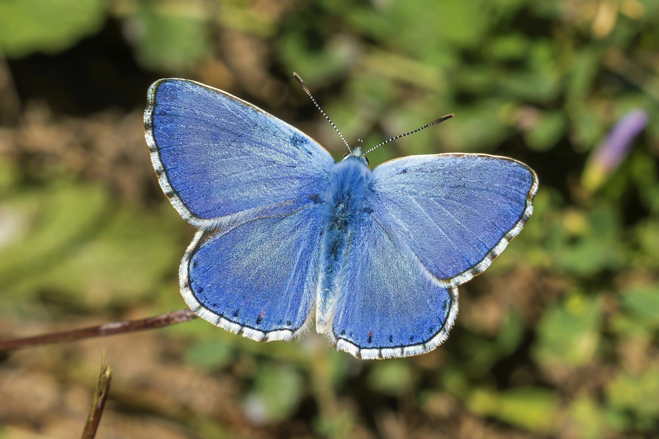 A close-up of a blue butterfly with open wings, resting on a plant with a blurred green and brown background.