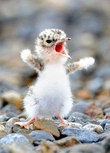 angry bird