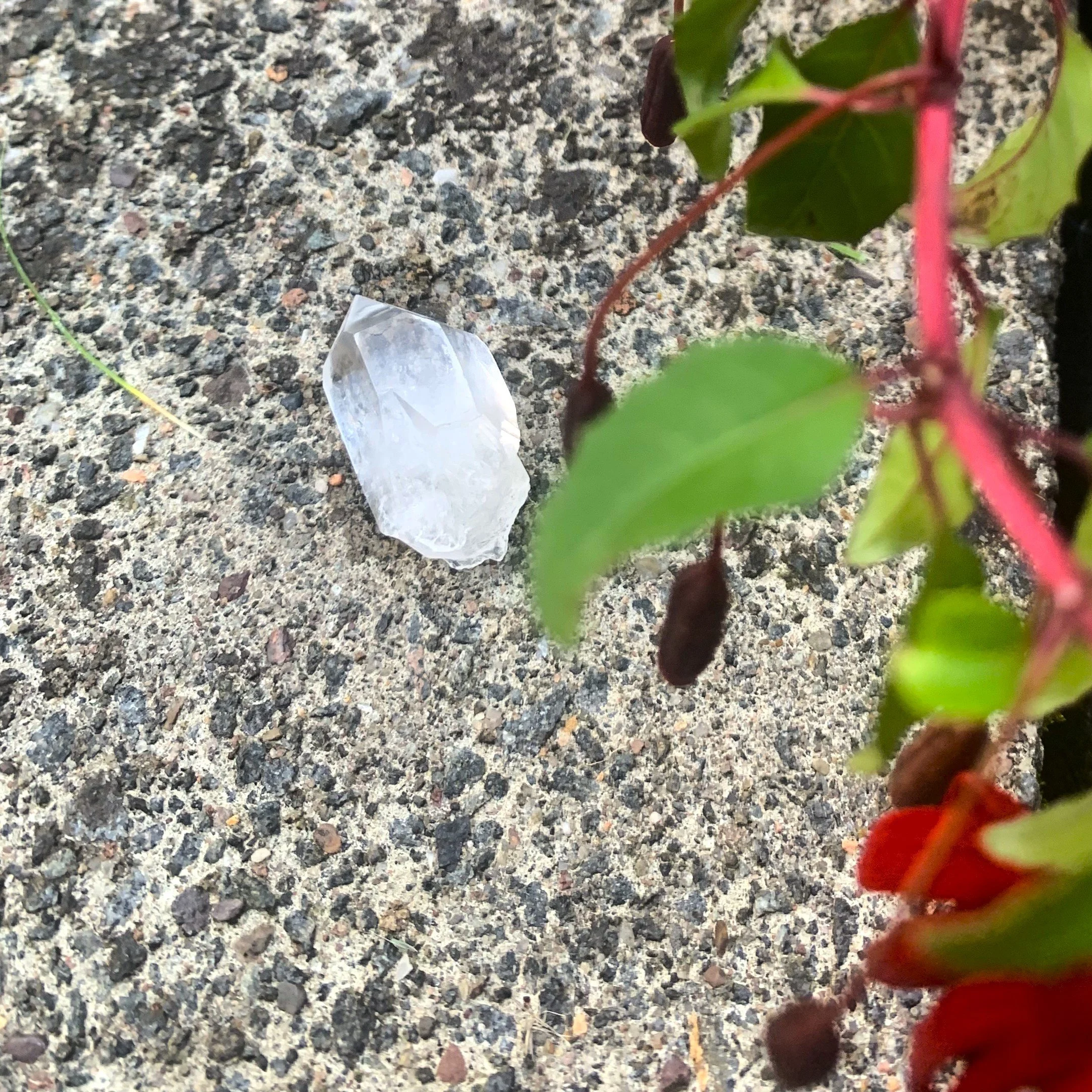 lemurian 3.jpeg