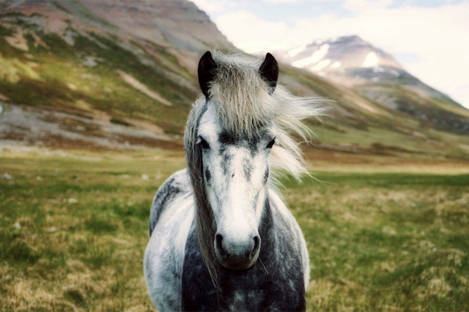 A white and gray horse standing on a grassy field with mountains in the background.