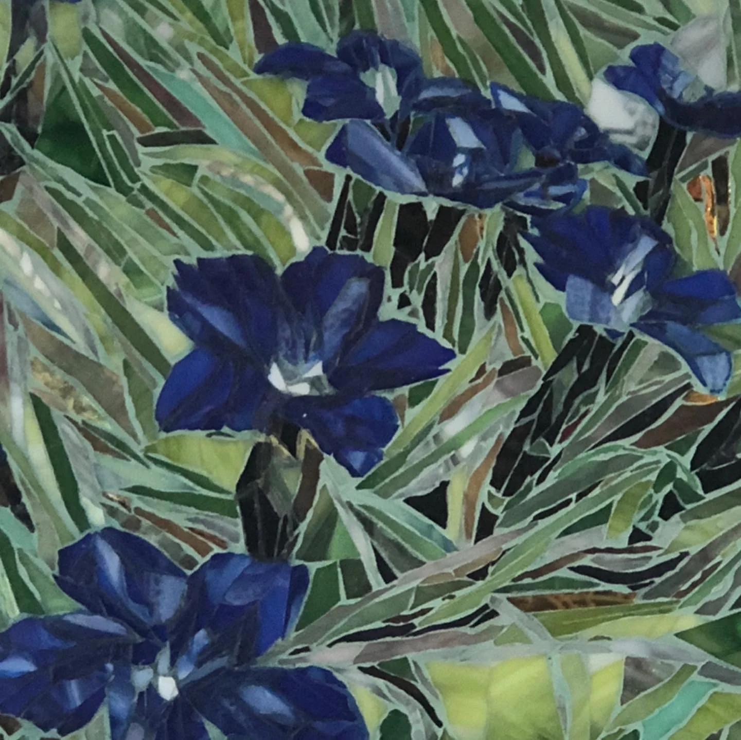 Spring Gentian