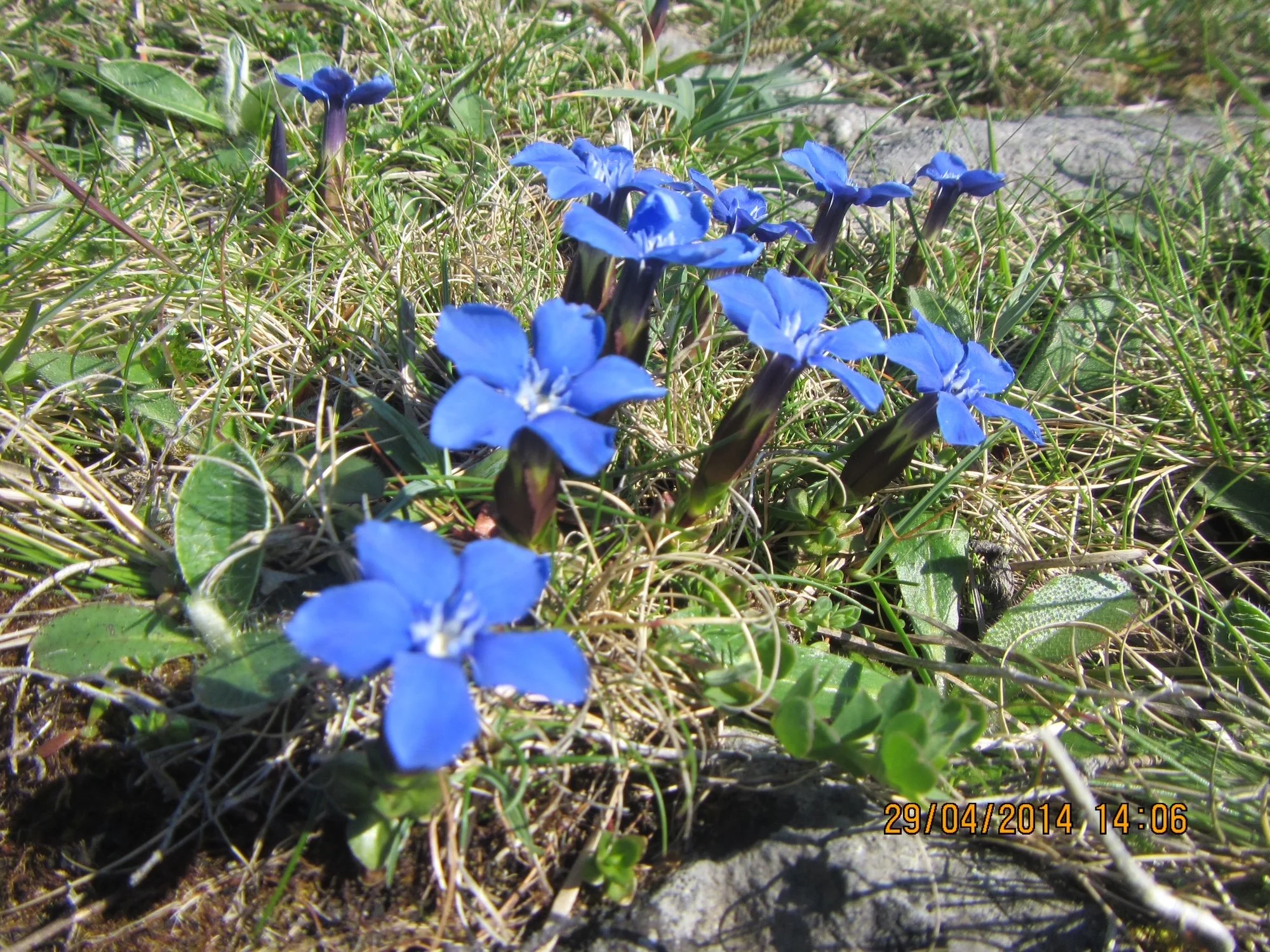 Blue flowers blooming amidst green grass and dry patches of soil.