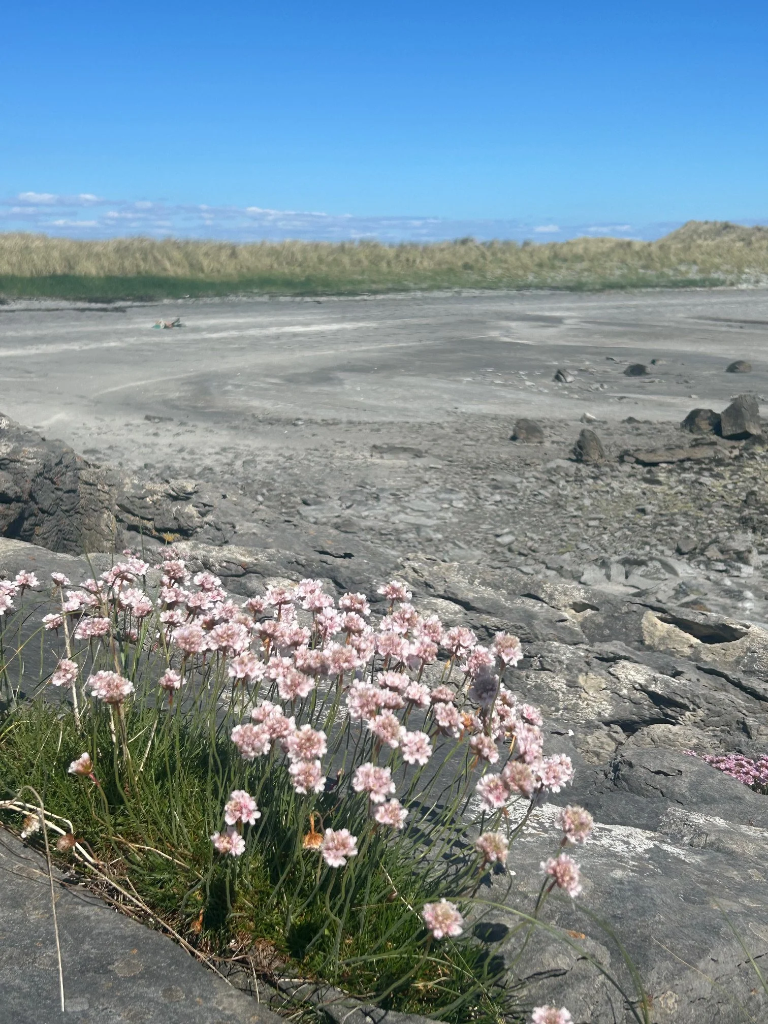 Pink flowers growing among rocks in the foreground with sand dunes and grassy hills in the background under a clear blue sky.