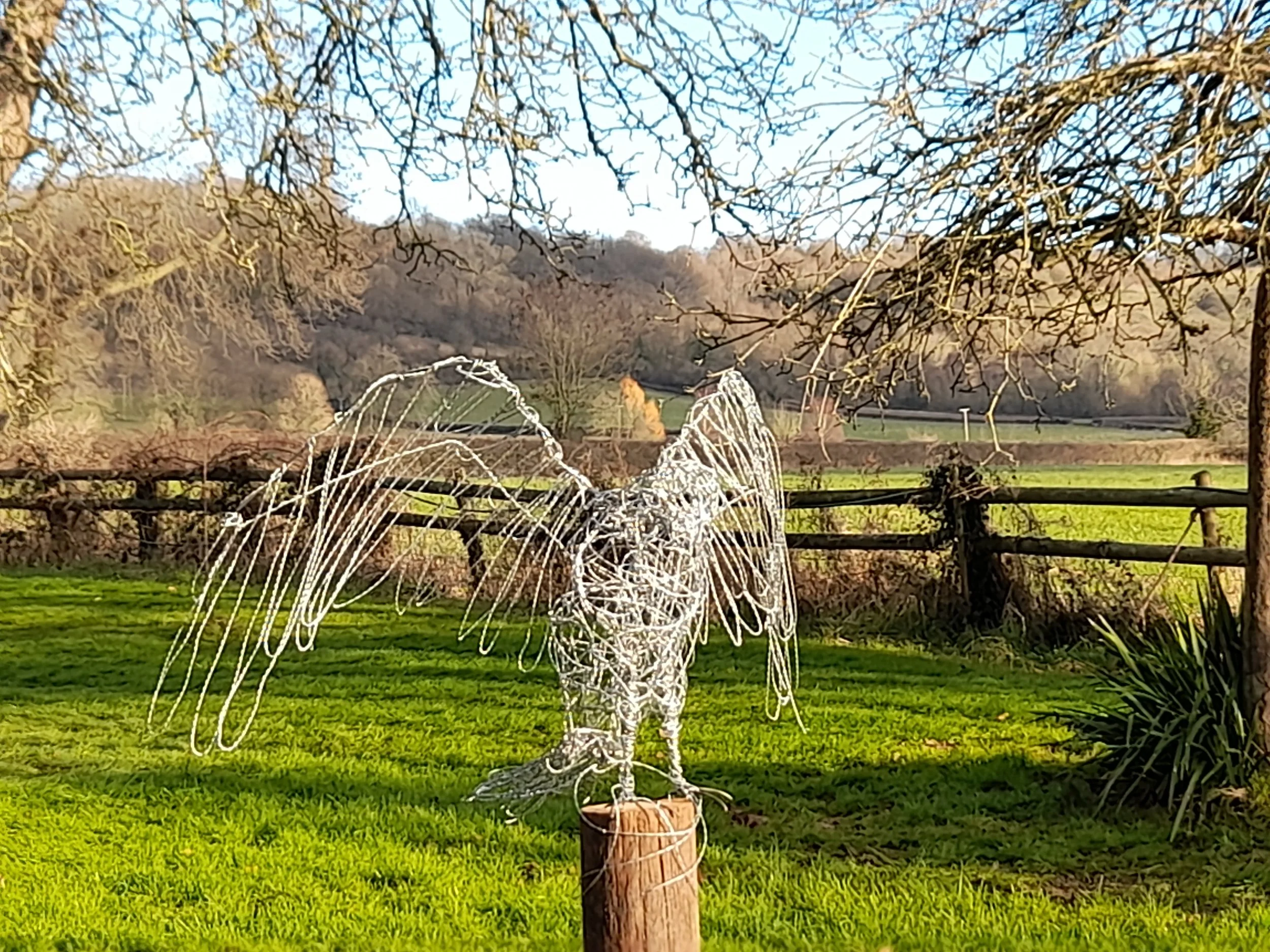Buteo Buteo, wire buzzard