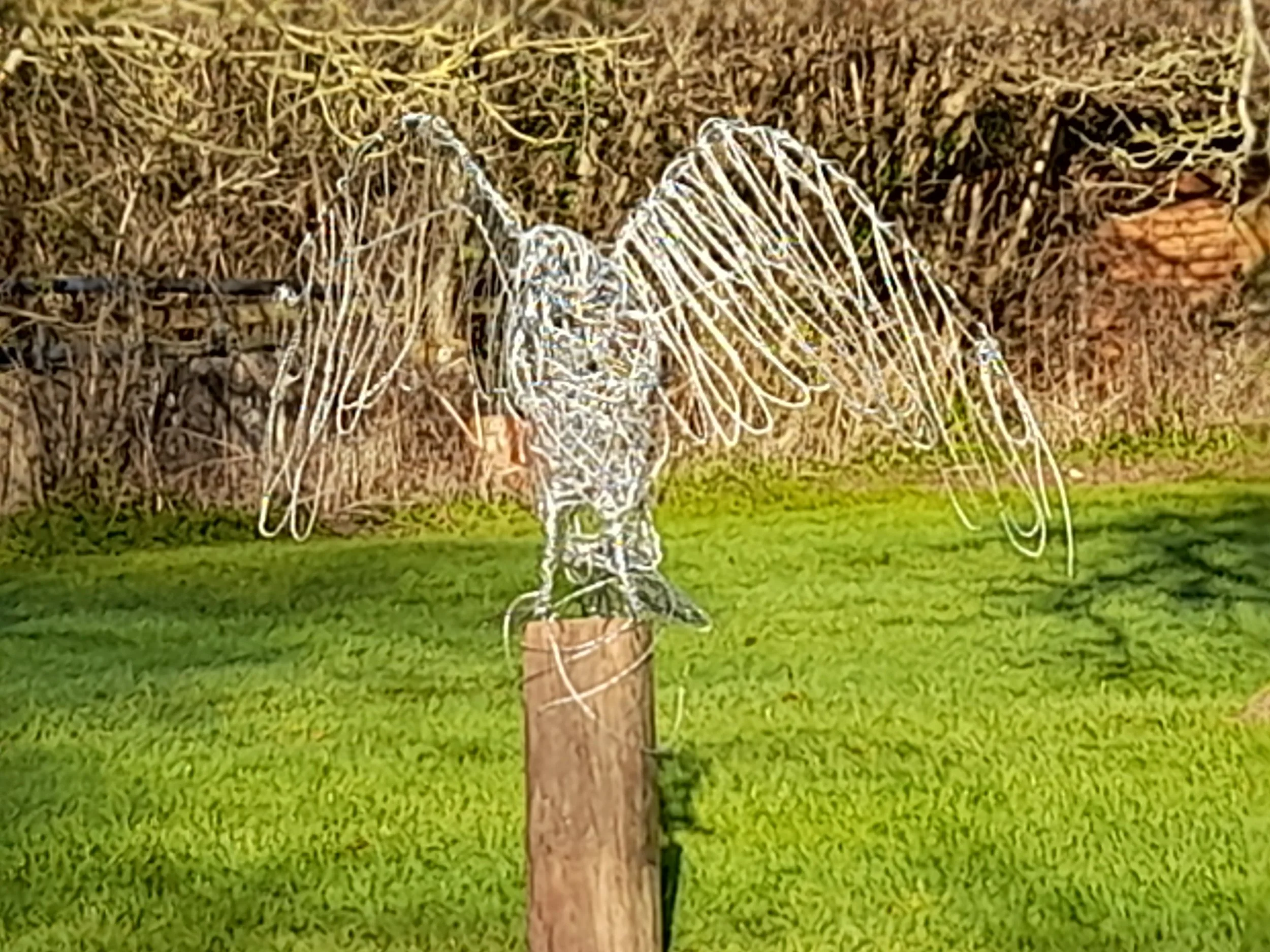 Buteo Buteo, wire buzzard