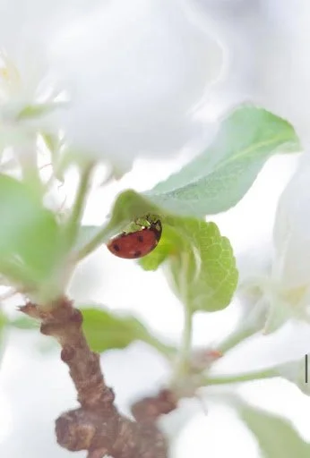 Ancestors, ladybirds &amp; maybe miracles