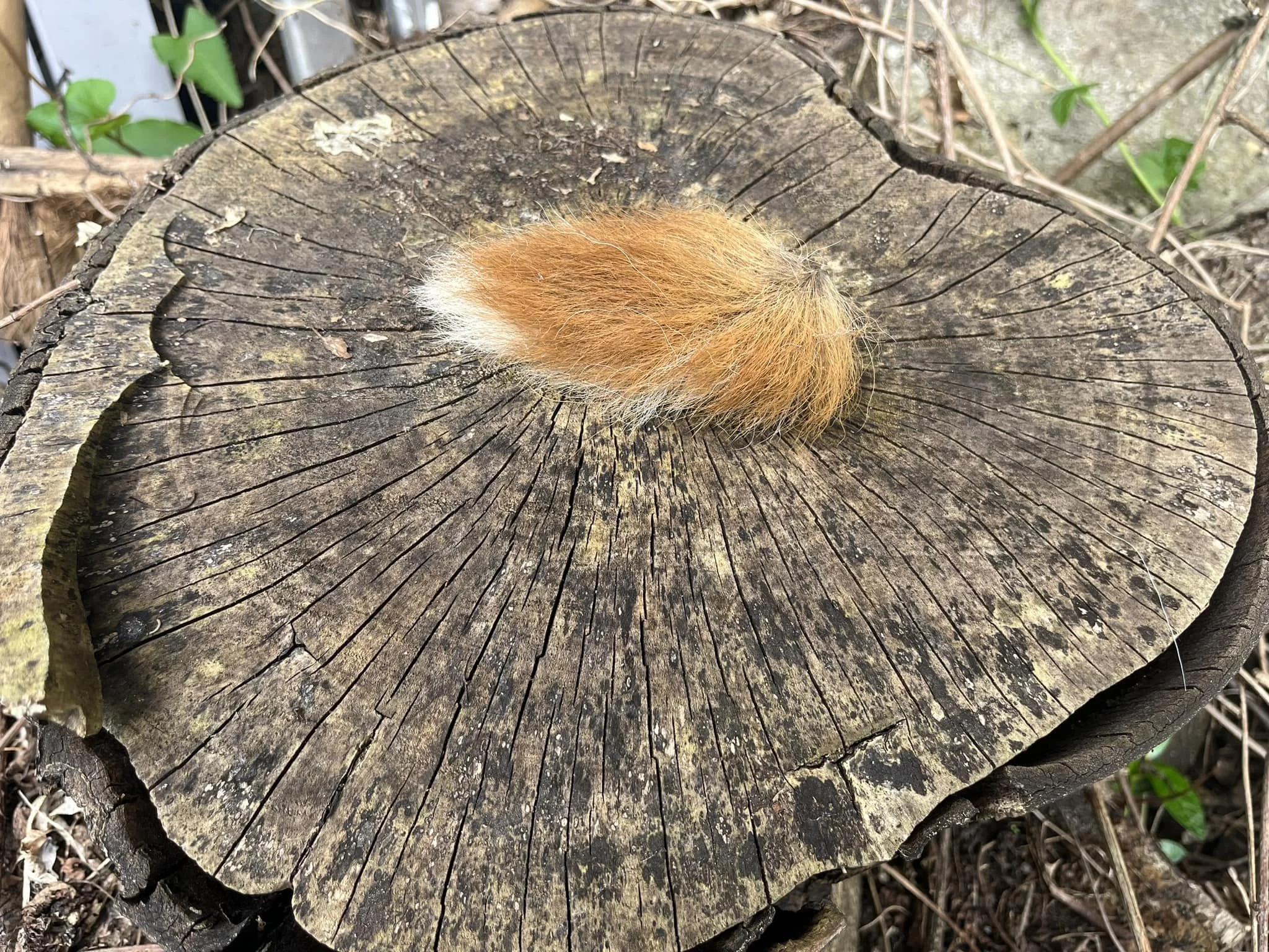 Fox Woman: How we banish the Feminine and the price we all pay in doing so 🦊