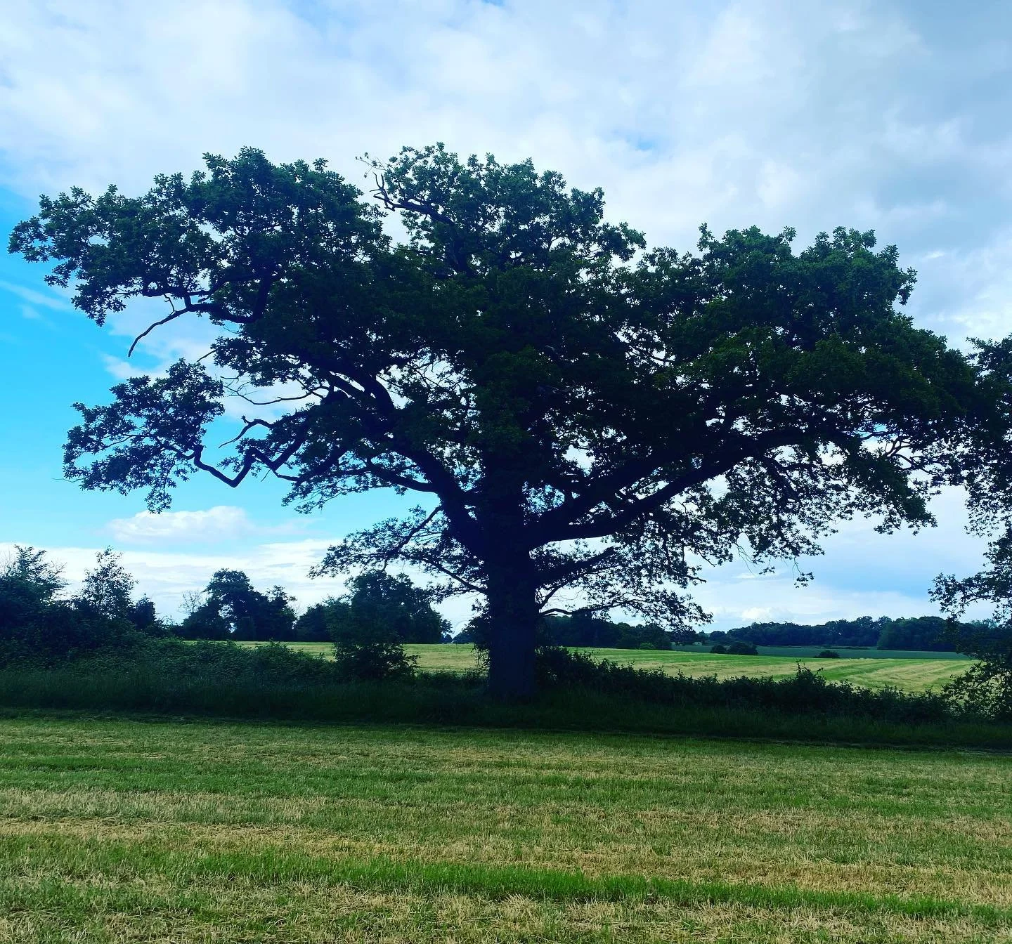OAK