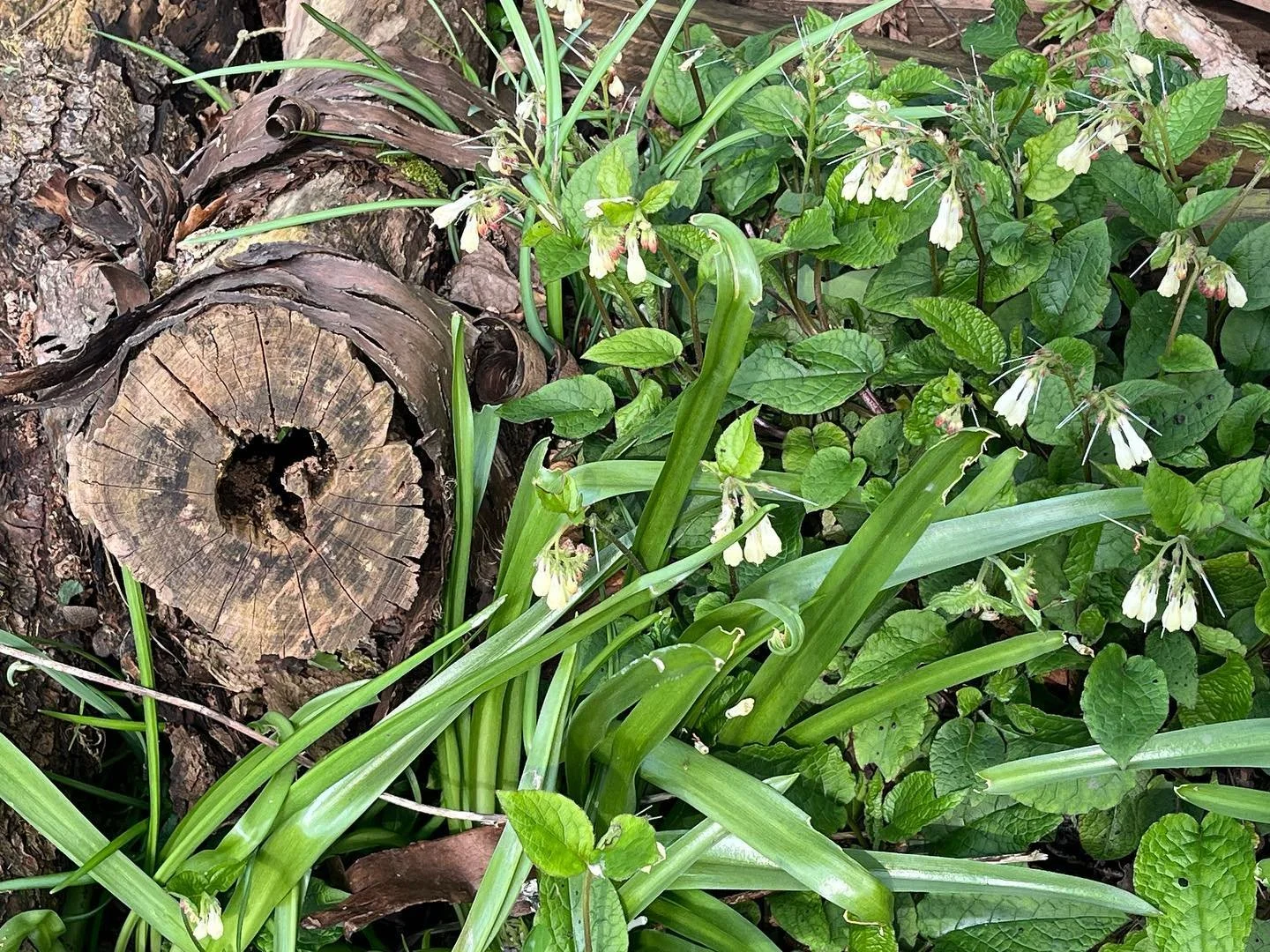 Rewilding the garden