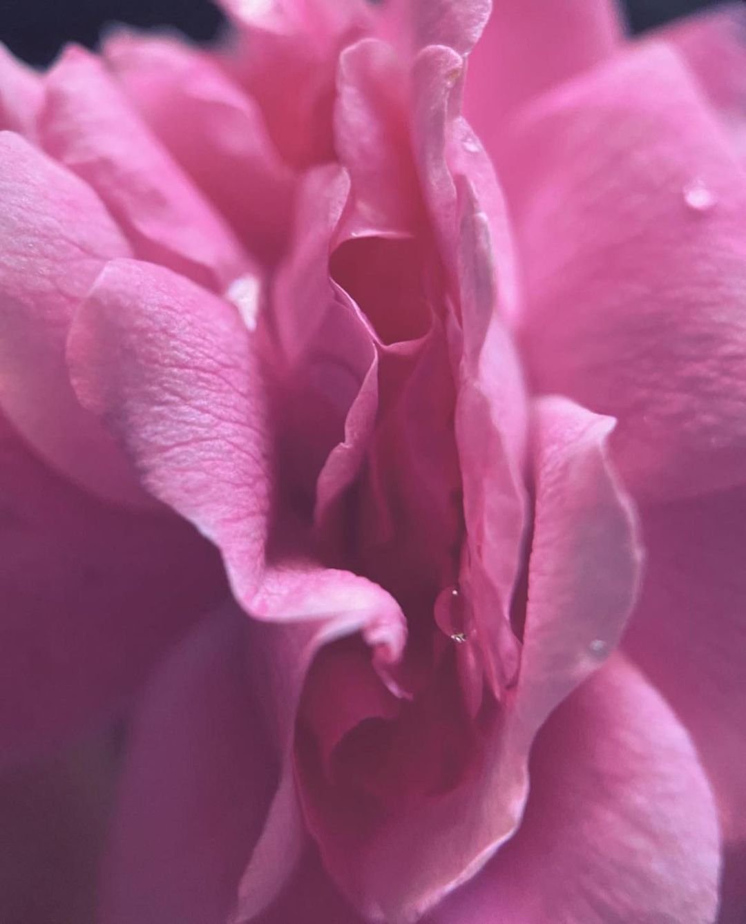 Who are the women called? 🌹