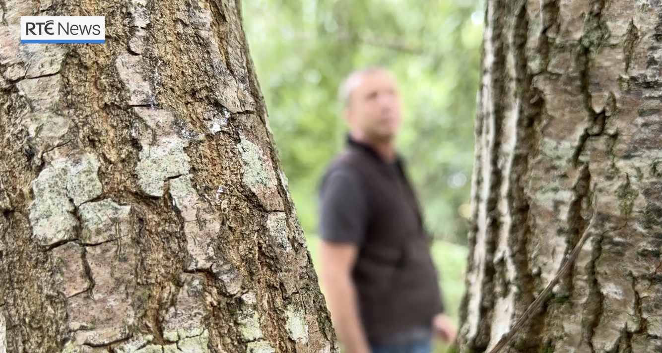 Close-up of tree bark with a person blurred in the background in a forest setting, next to the RTÉ News logo.