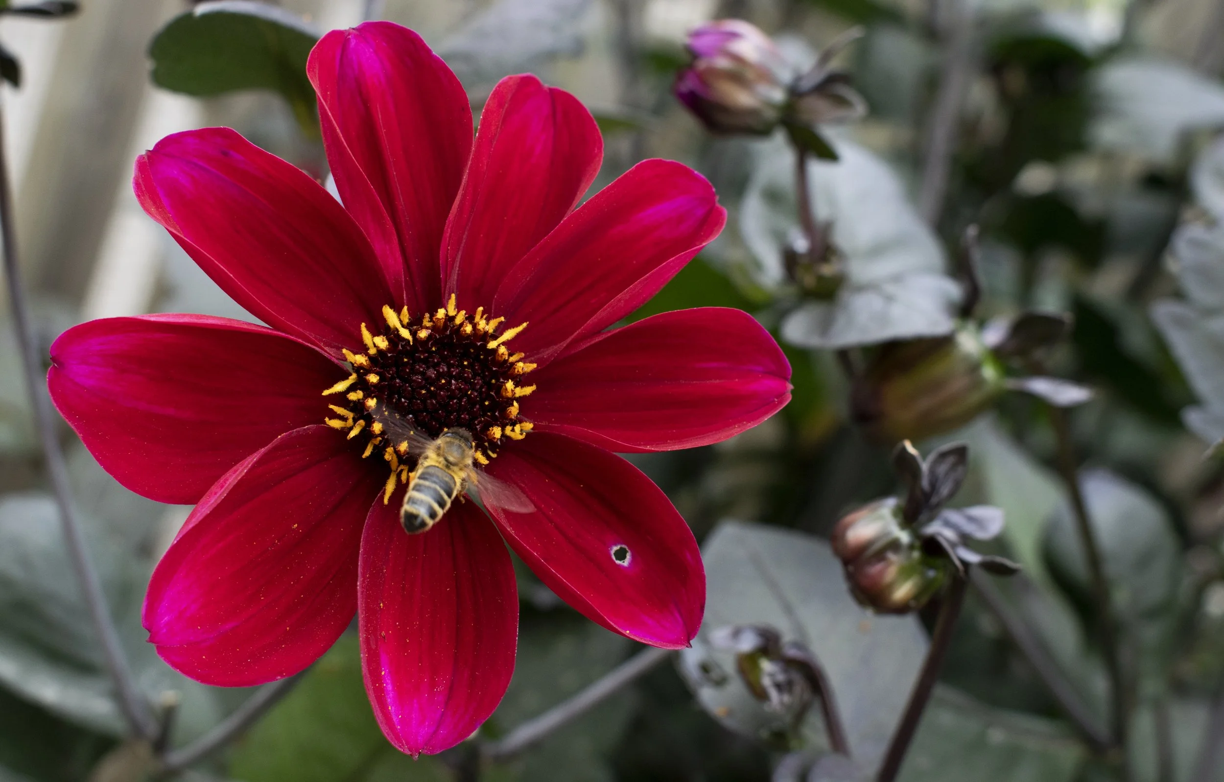 A close-up of a red flower with yellow and black center, with a bee on one of the petals, and green leaves and flower buds in the background.
