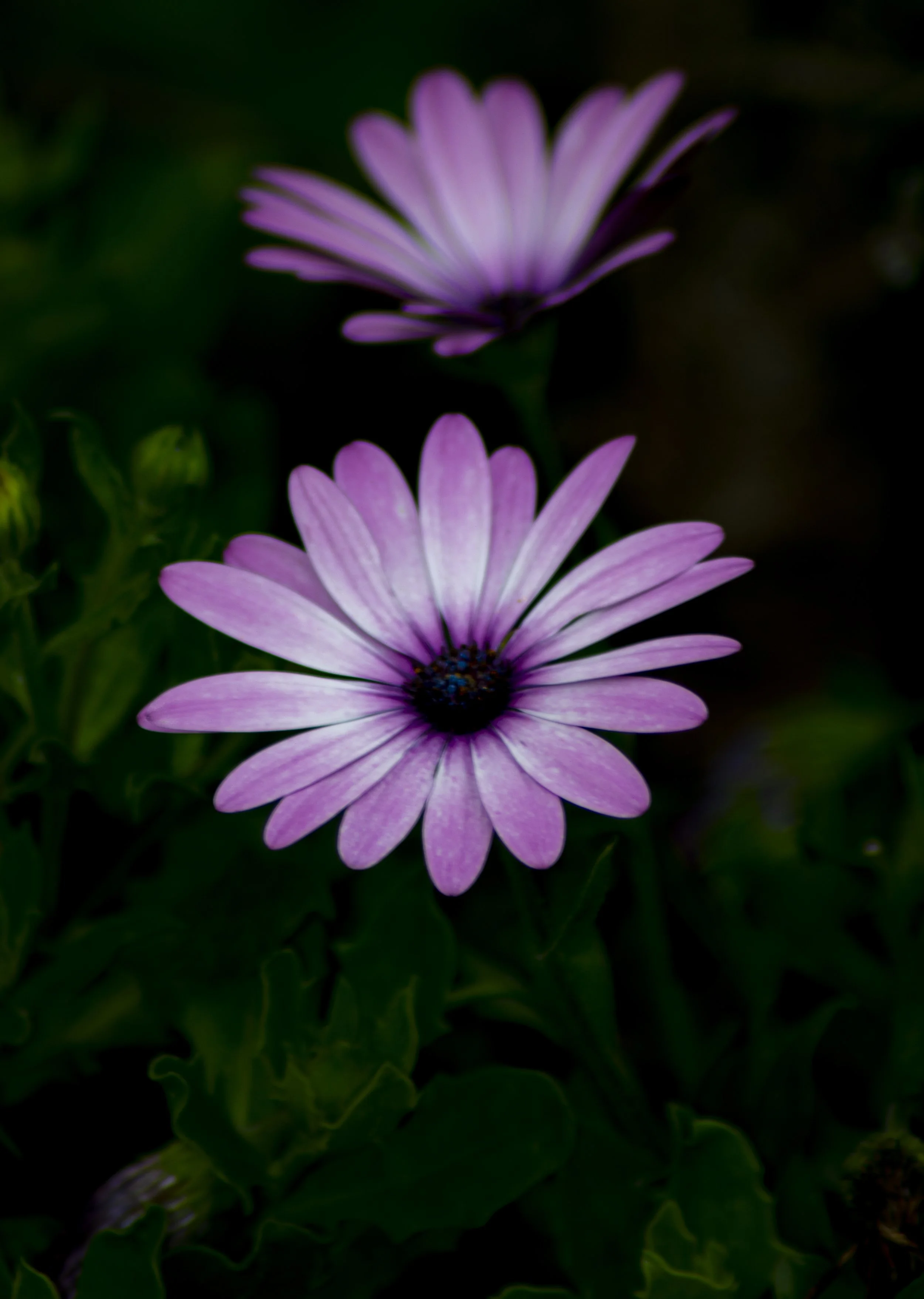 Close-up of two purple daisies with dark centers, set against dark green foliage.