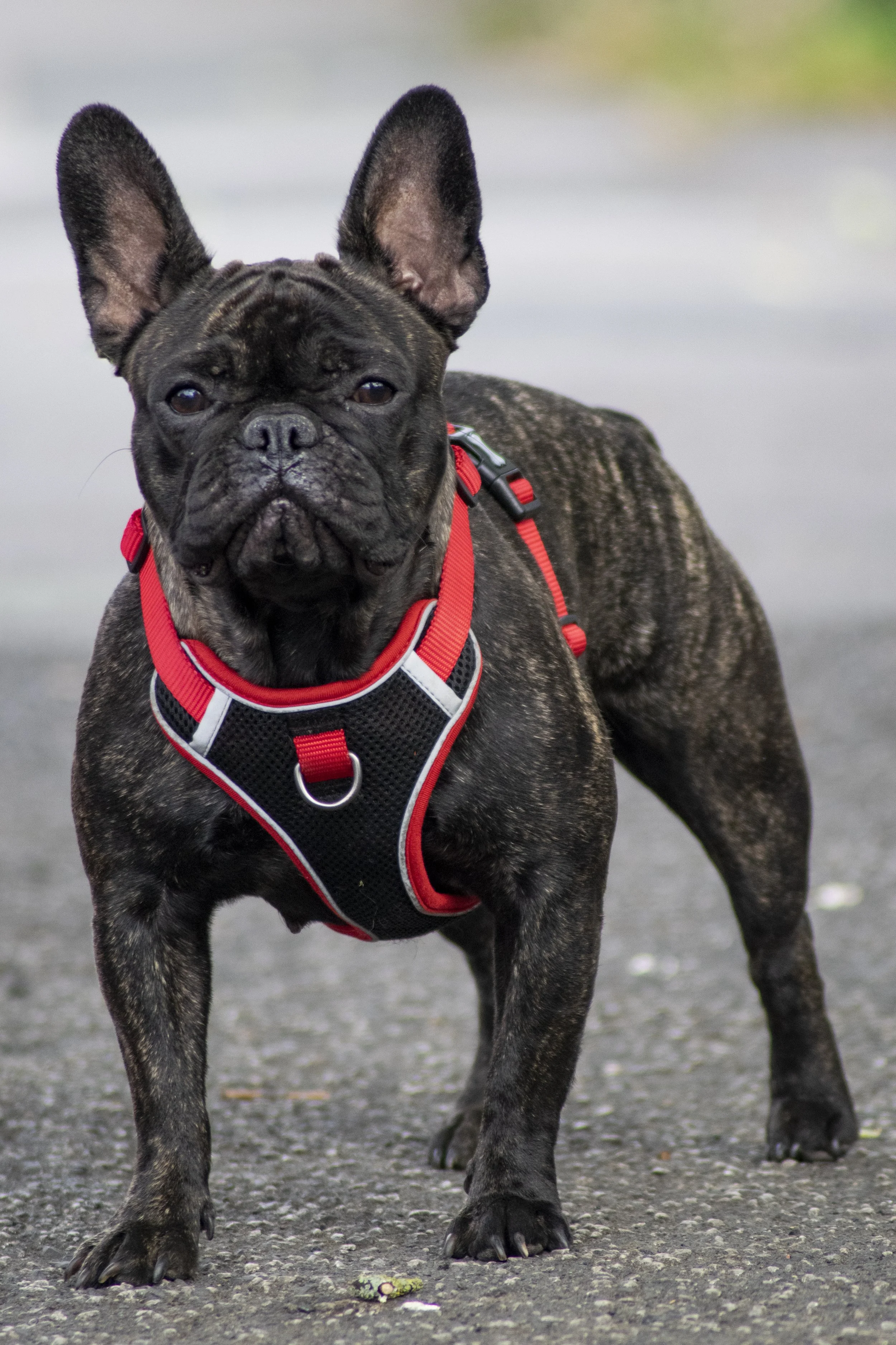 A brindle French Bulldog wearing a red and black harness standing on a paved surface outdoors.