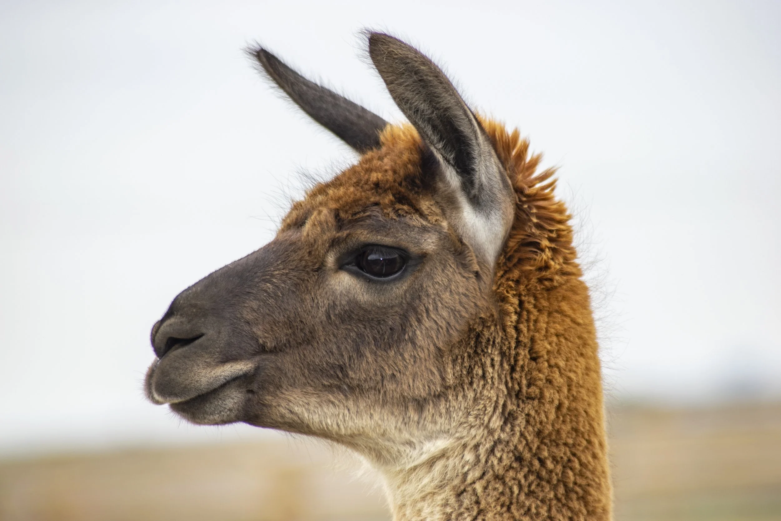 Close-up of a llama's head facing left, with brown and tan fur, black eyes, and large ears, against a blurred outdoor background.