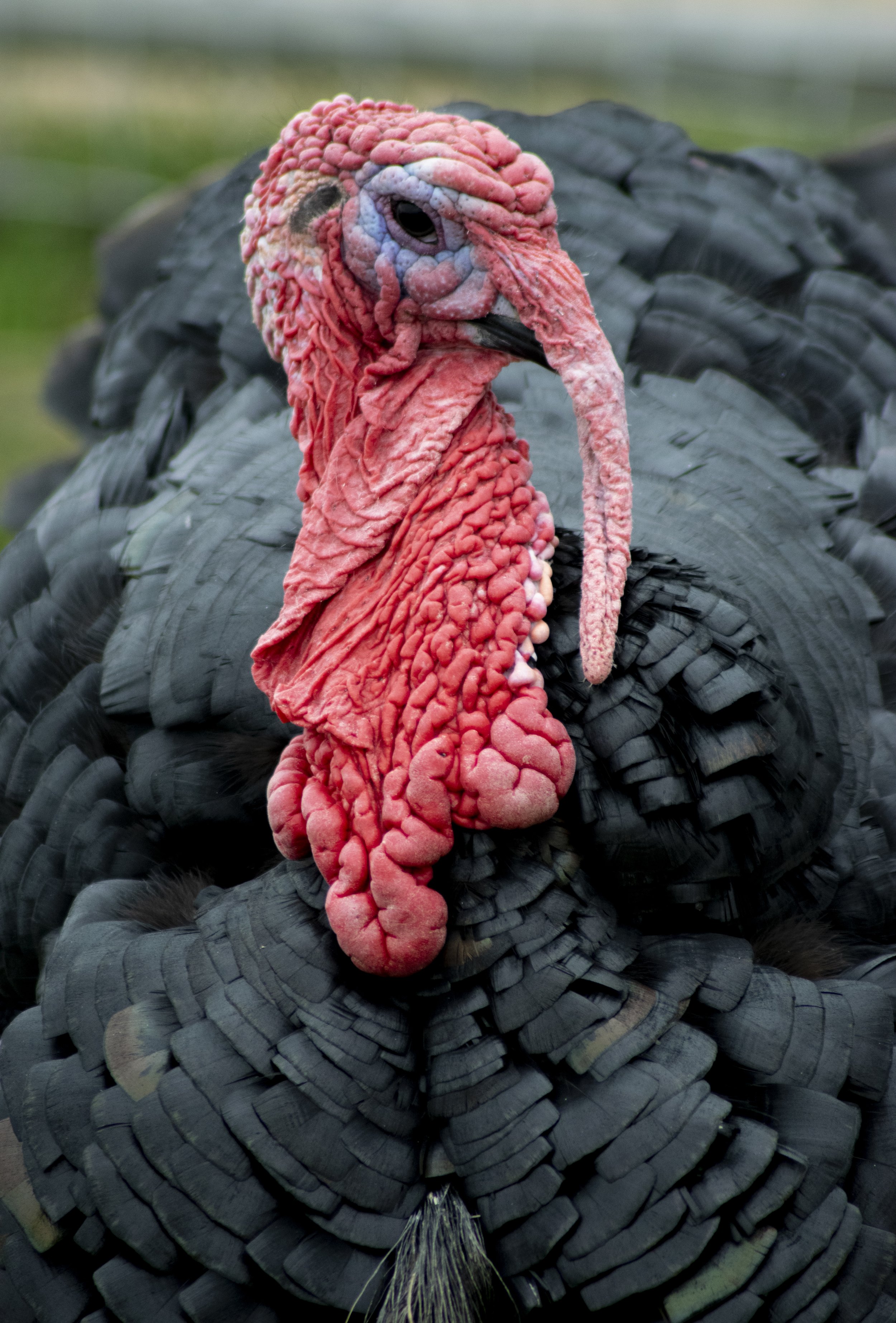 Close-up of a turkey's head with red, wrinkled skin and a long snood, set against black and brown feathered body.