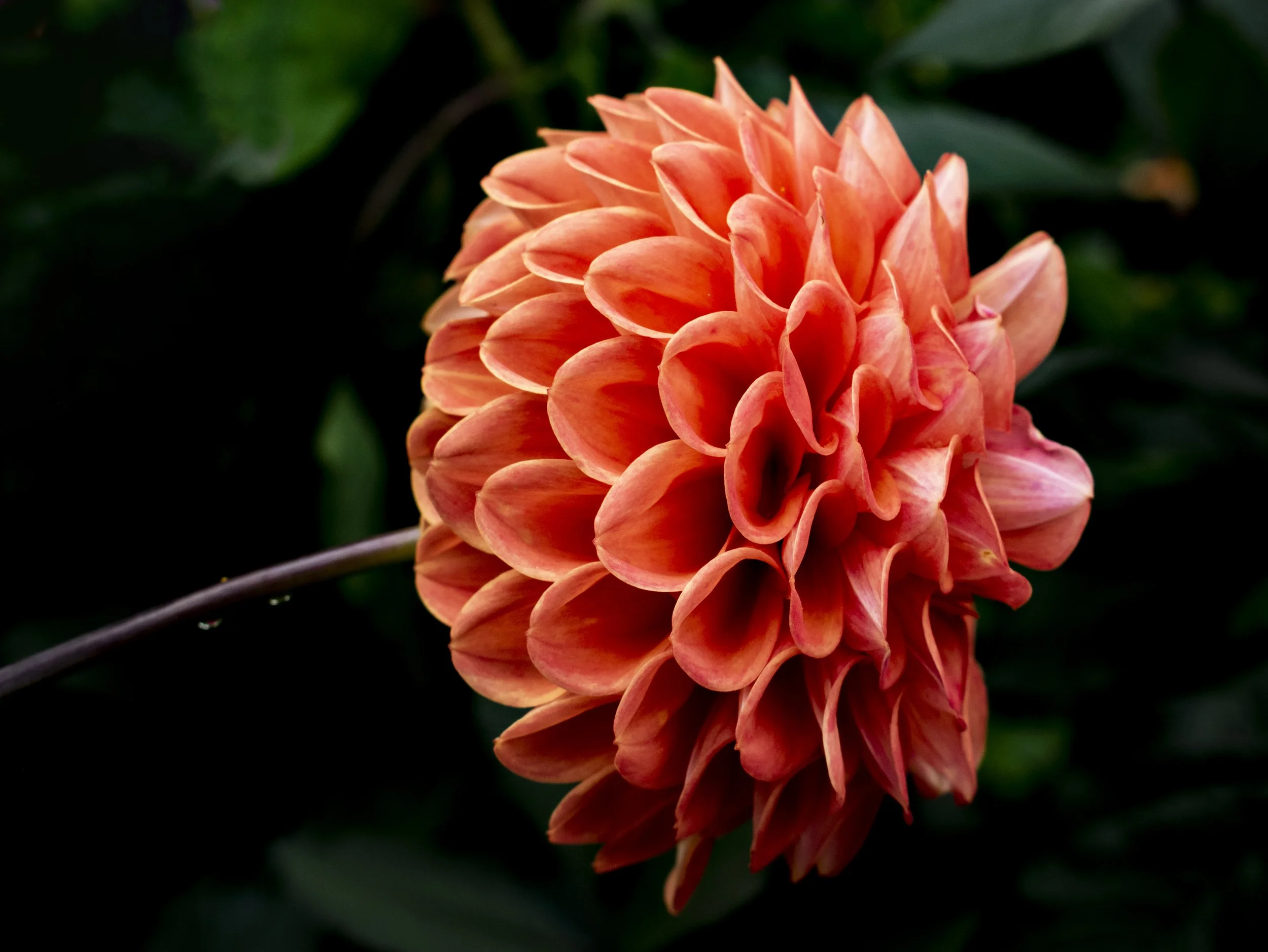 Close-up of a vibrant orange dahlia flower with layered petals, set against a dark green background.
