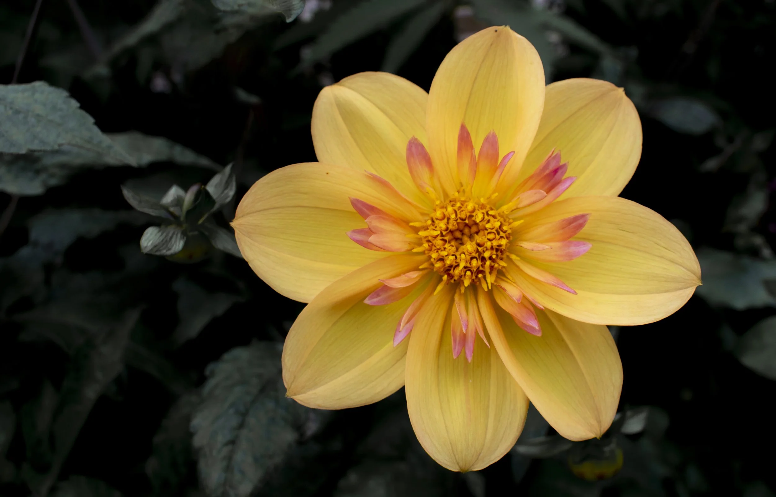 A yellow flower with pink-tipped petals and a yellow center, surrounded by dark green leaves.