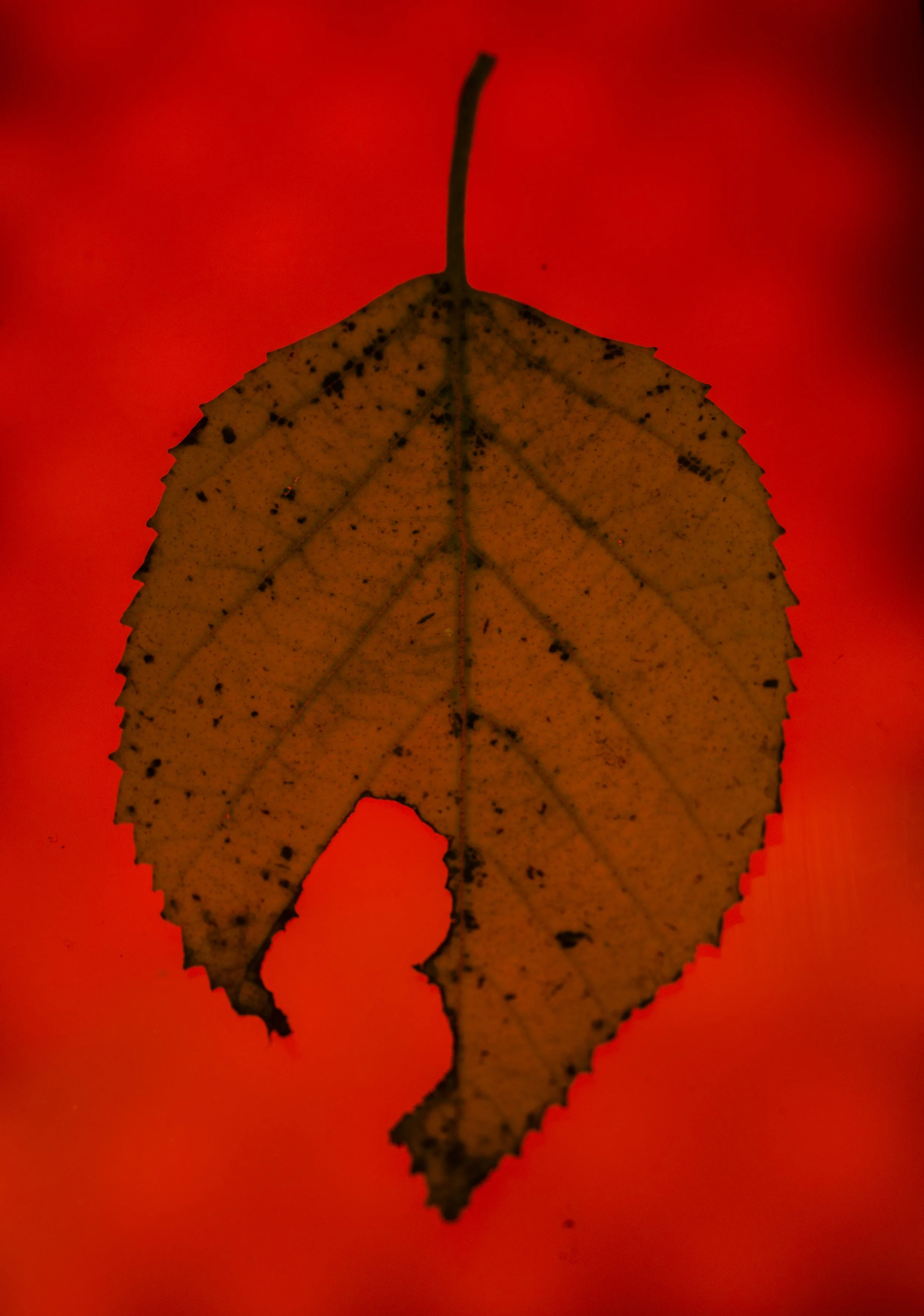 A dried leaf with a hole near the bottom, positioned vertically against a red background.
