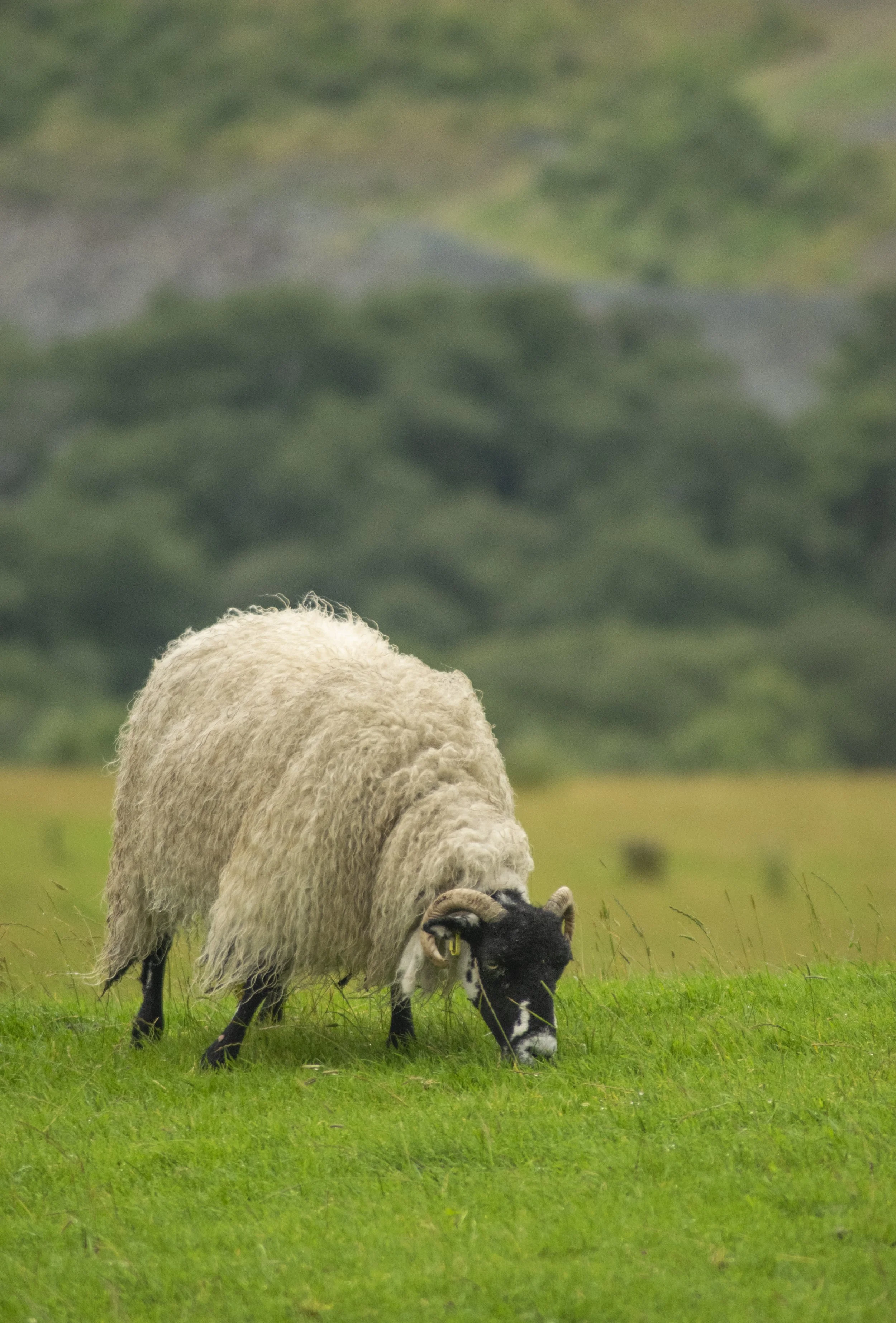 A sheep with a black face and white woolly body grazing on green grass with a blurred green landscape in the background.