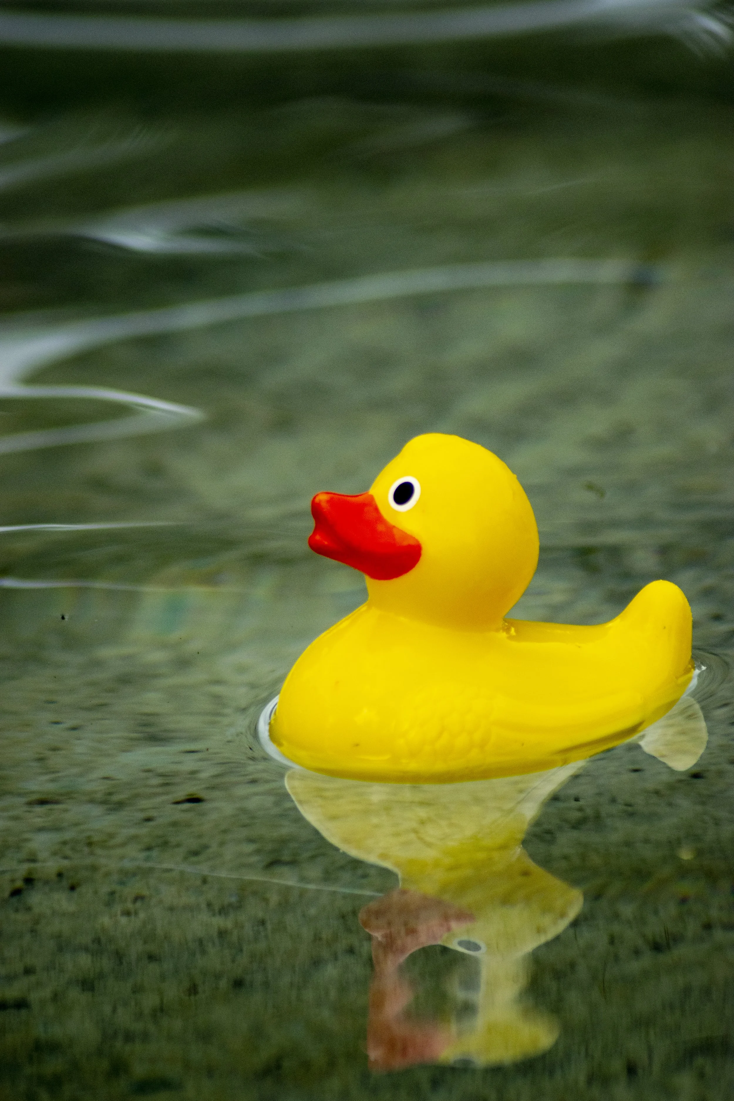 Yellow rubber duck floating on water with ripples.
